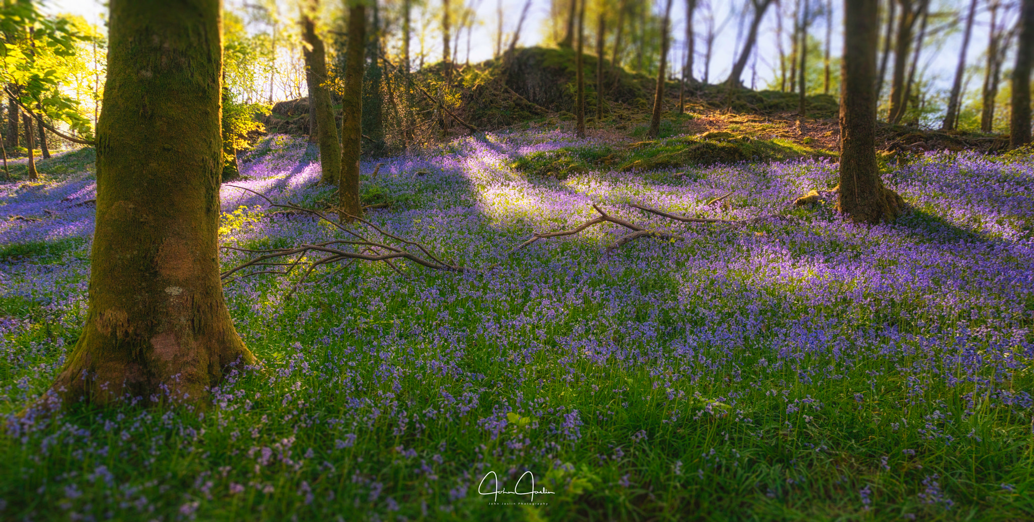 Sony a7R sample photo. Bluebell wood photography