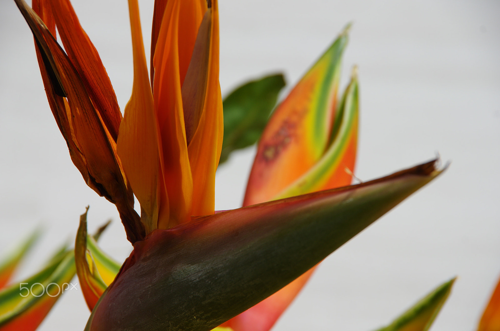 Pentax K-5 sample photo. Regal pose photography