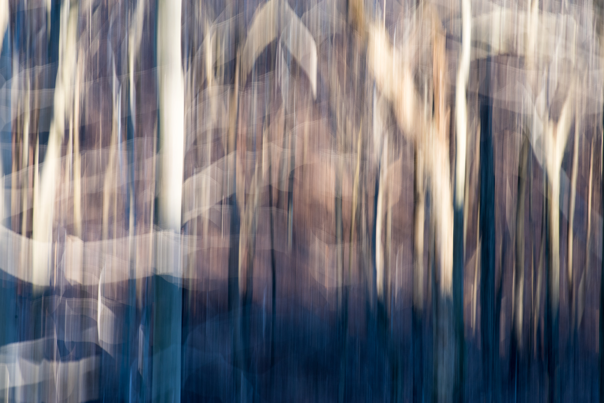 Pentax K-1 sample photo. Light and dark of a deciduous forest near sunset. photography