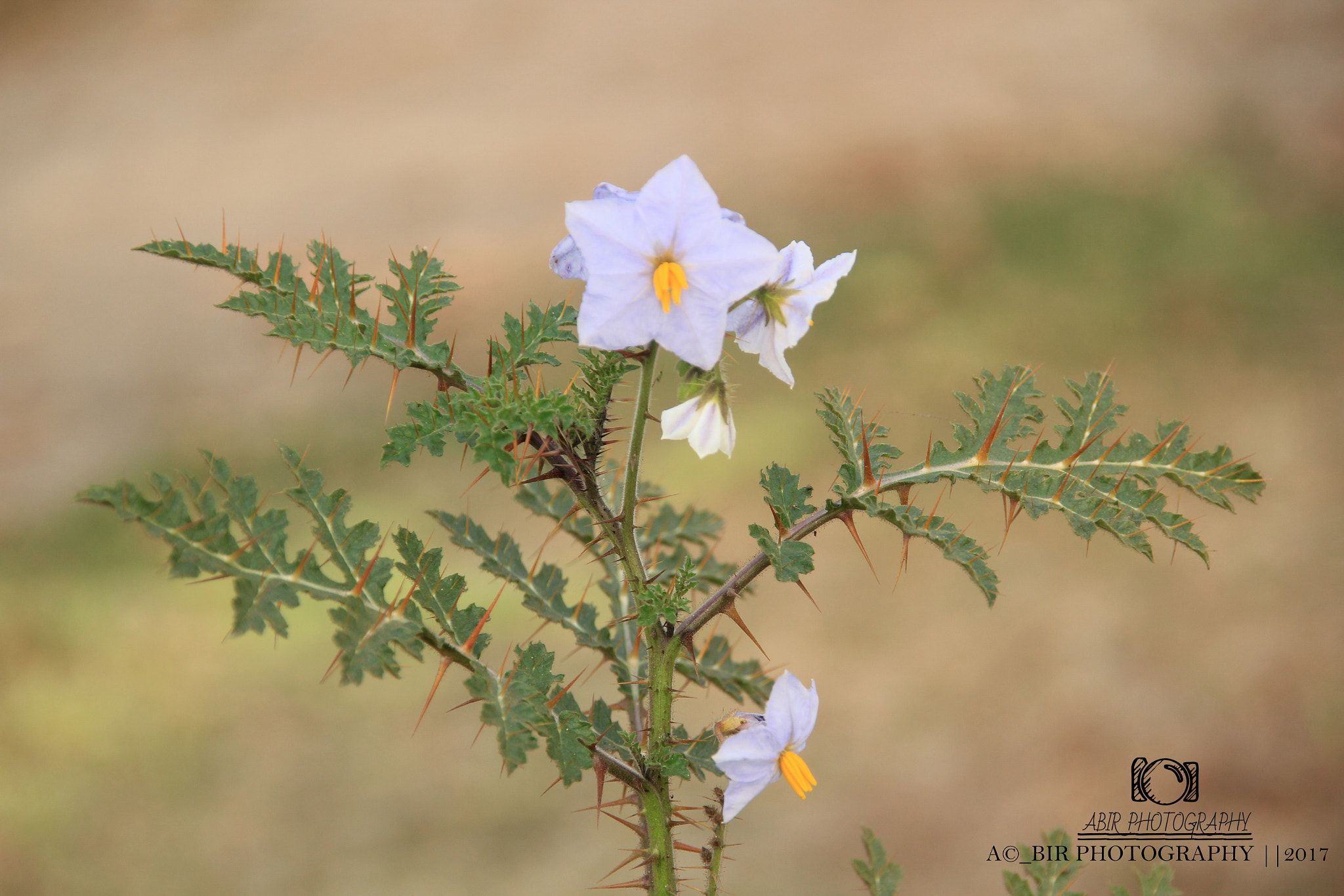 Sigma 18-200mm f/3.5-6.3 DC OS sample photo