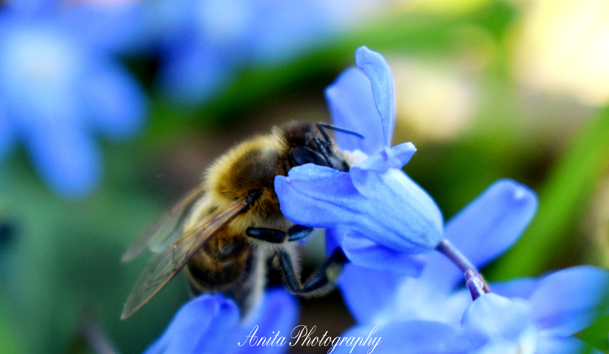 Nikon D3300 + AF Zoom-Nikkor 28-70mm f/3.5-4.5D sample photo. Bee photography