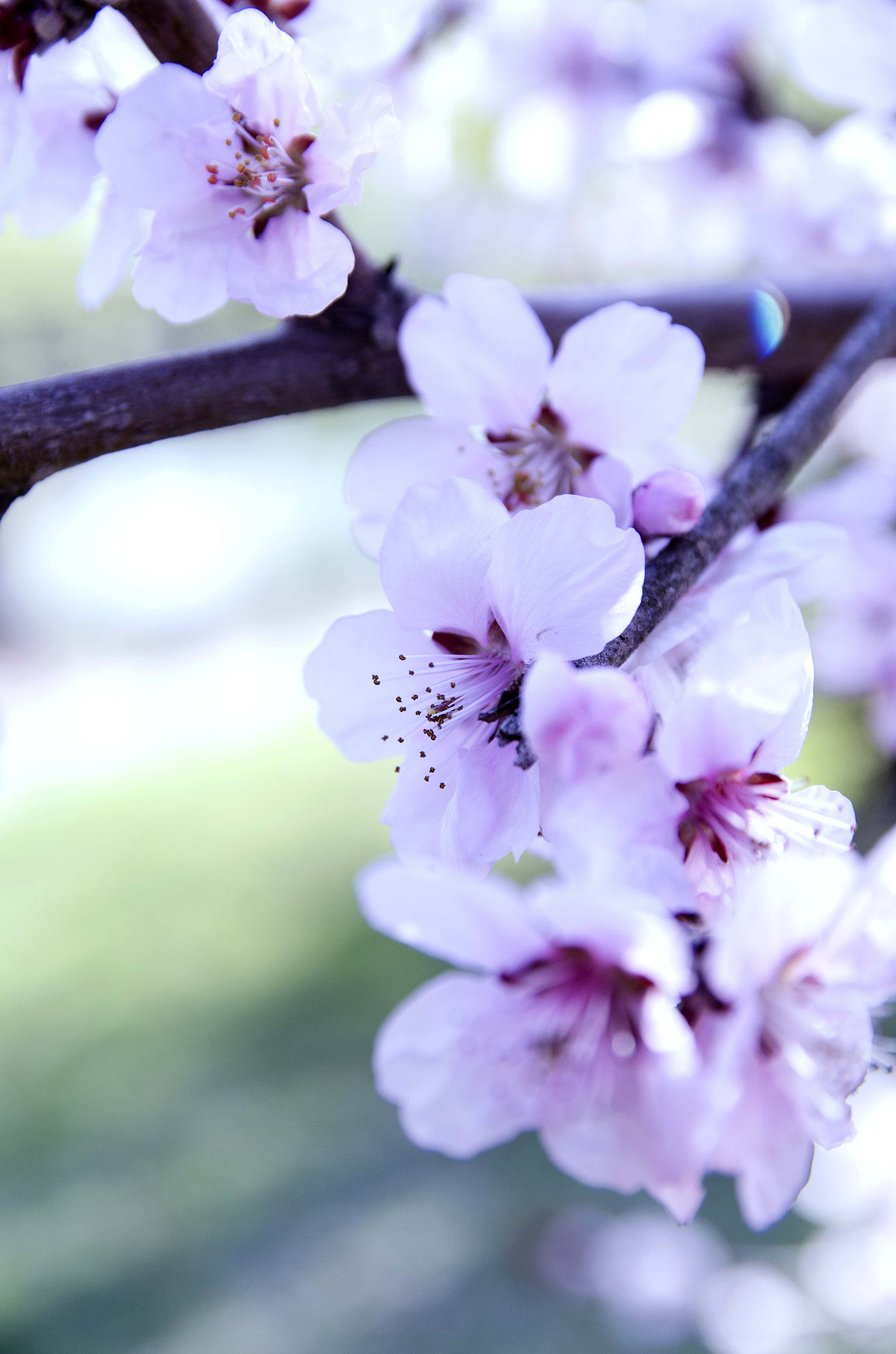 Nikon D7000 sample photo. Flower cherry photography