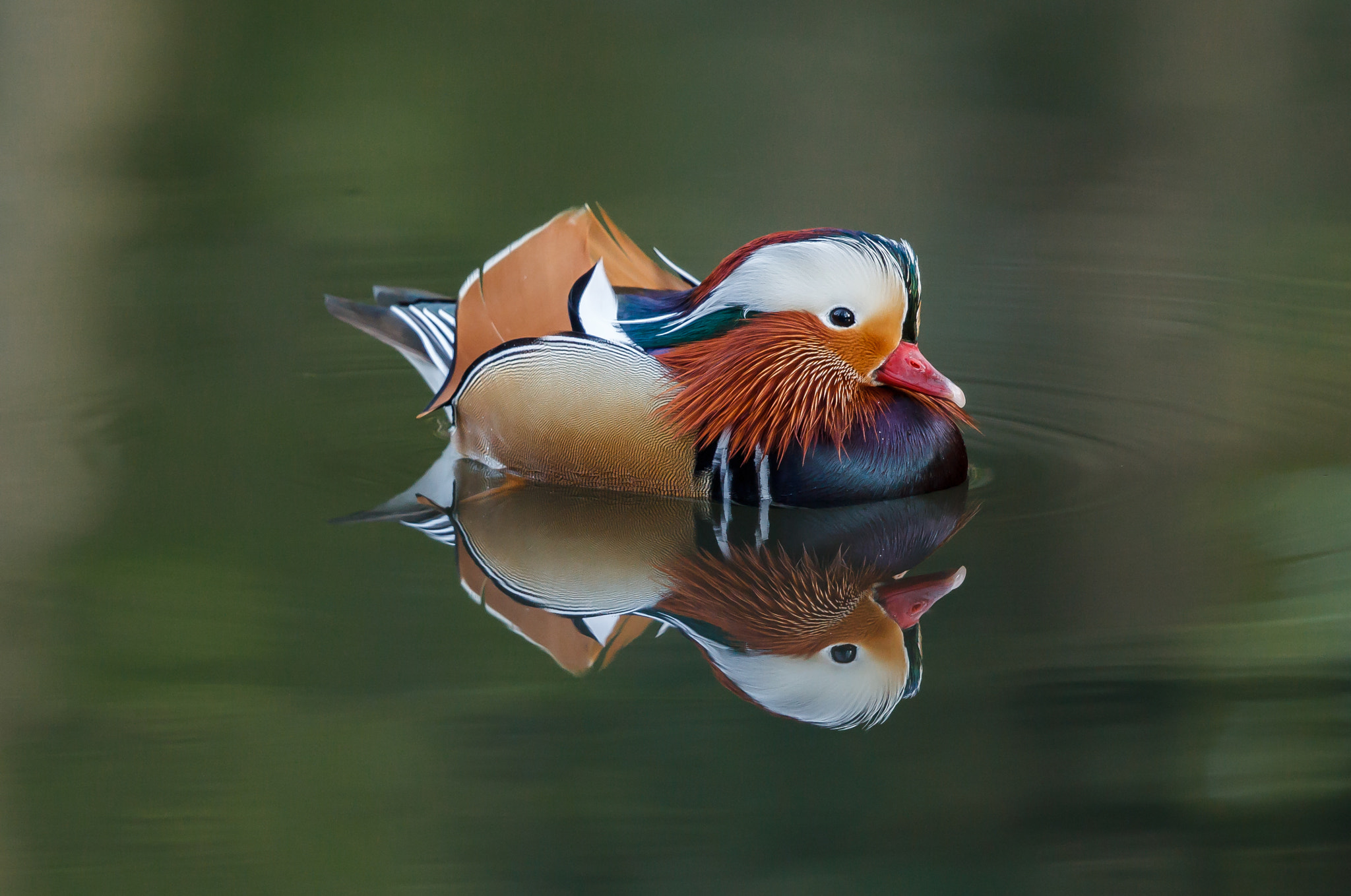 Canon EF 500mm F4L IS II USM sample photo. Mandarin duck on still waters photography