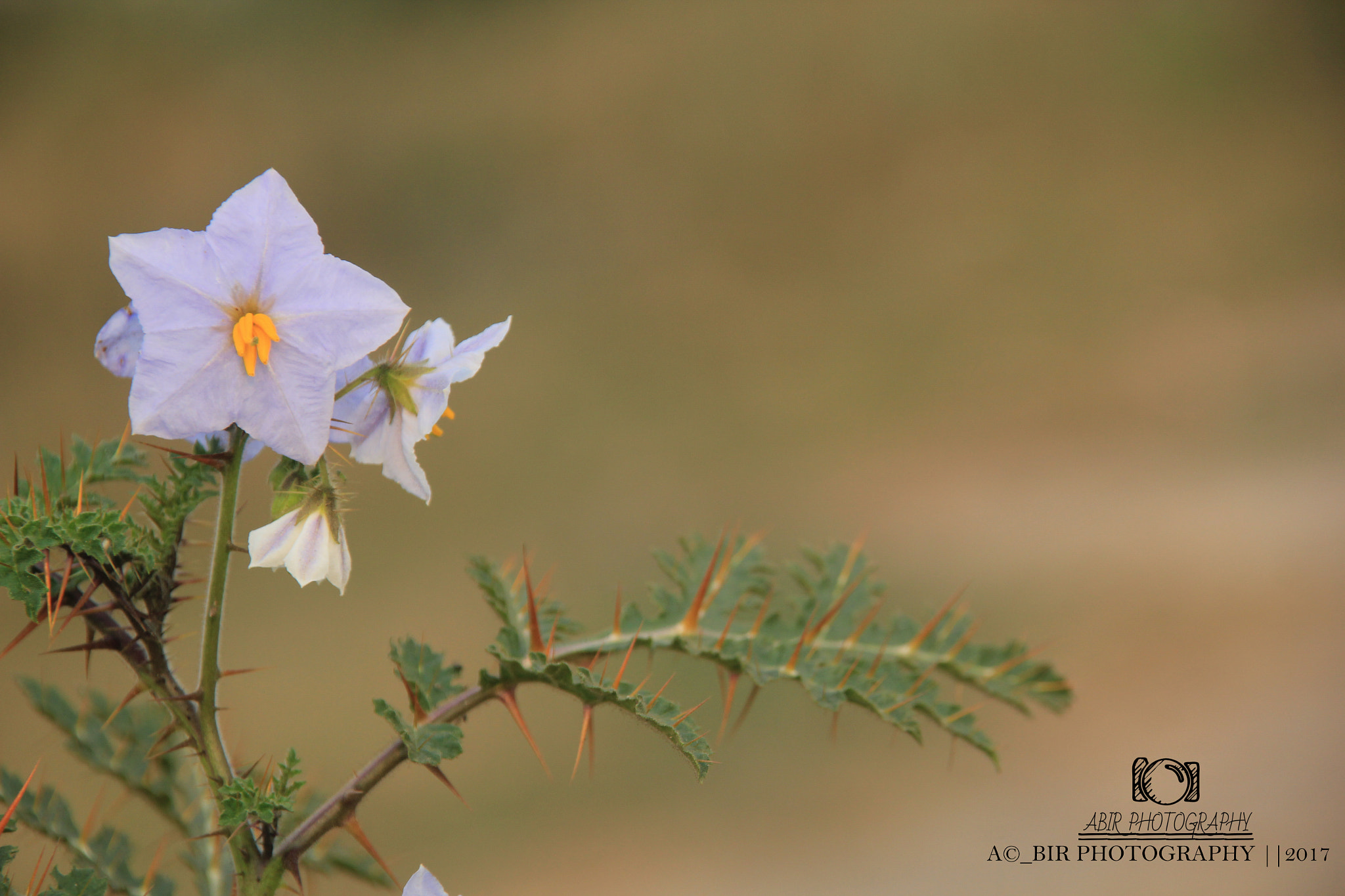 Sigma 18-200mm f/3.5-6.3 DC OS sample photo