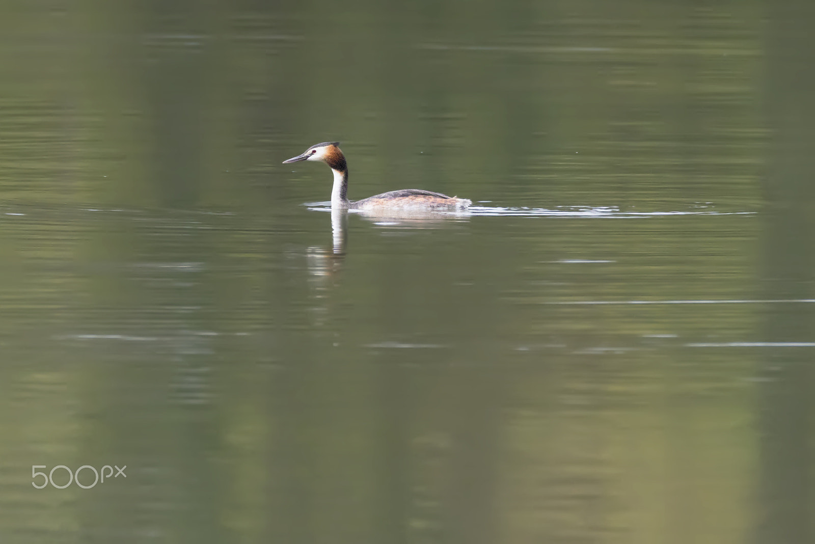 Sigma 150-600mm F5-6.3 DG OS HSM | C sample photo. Great crested grebe/svasso maggiore/Большой хохлат photography