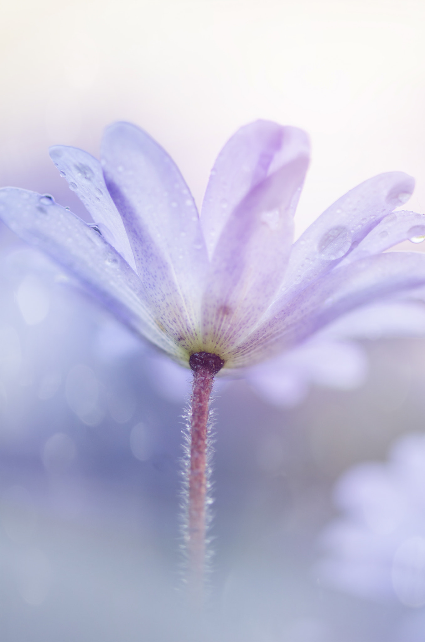 Nikon AF-S Micro-Nikkor 105mm F2.8G IF-ED VR sample photo. Perle photography
