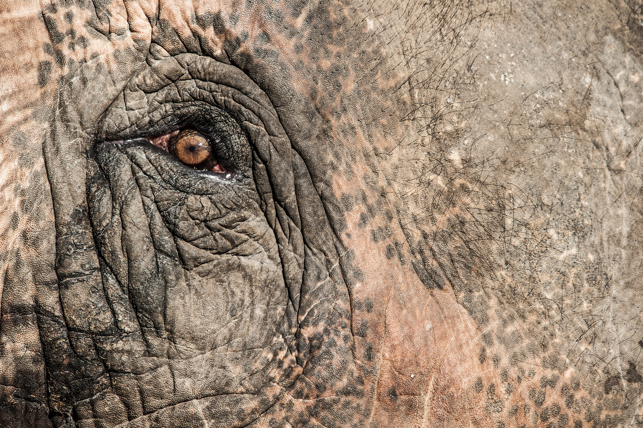 Nikon D700 + Sigma 120-400mm F4.5-5.6 DG OS HSM sample photo. Elephant eye photography