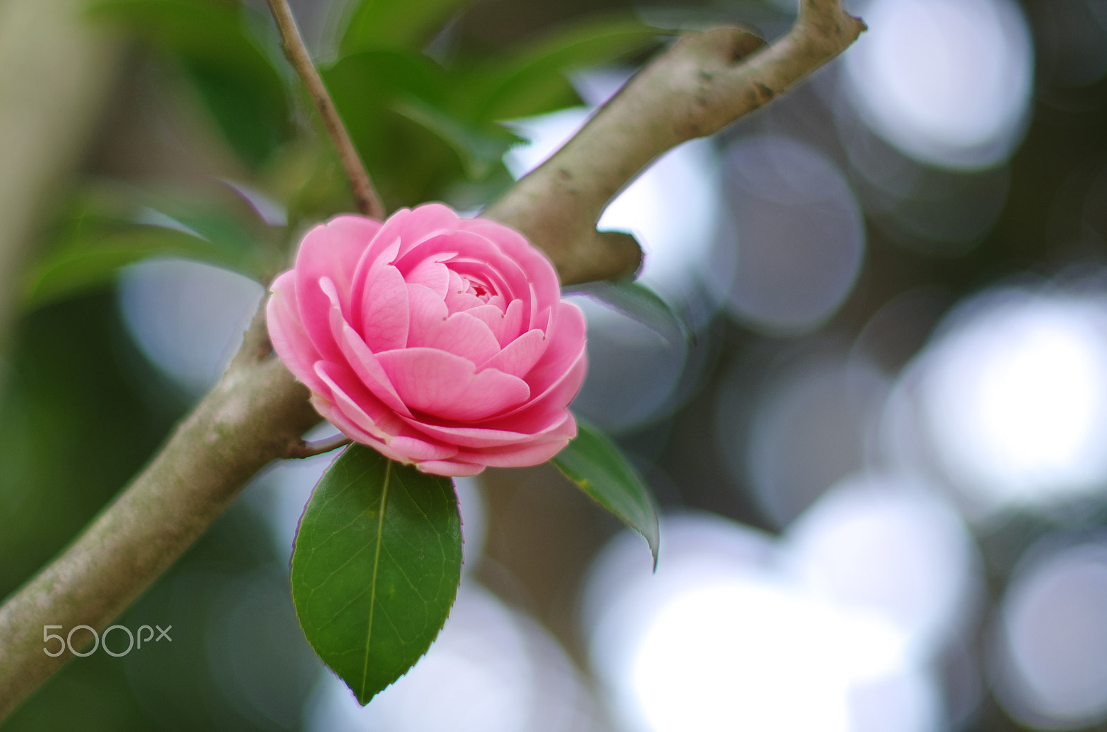 Pentax K-5 IIs + Pentax smc FA 50mm F1.4 sample photo. Camellia pink photography