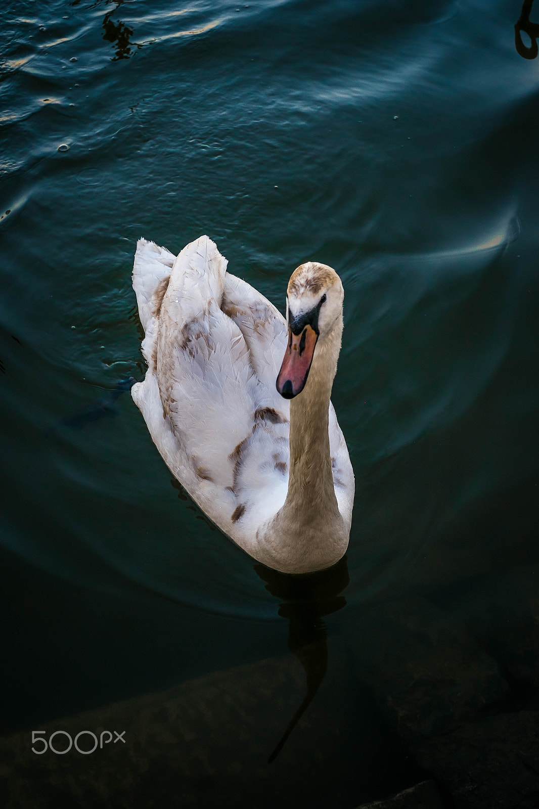 Fujifilm X-Pro1 + Fujifilm XF 35mm F1.4 R sample photo. Beautiful swan on the riverbank photography