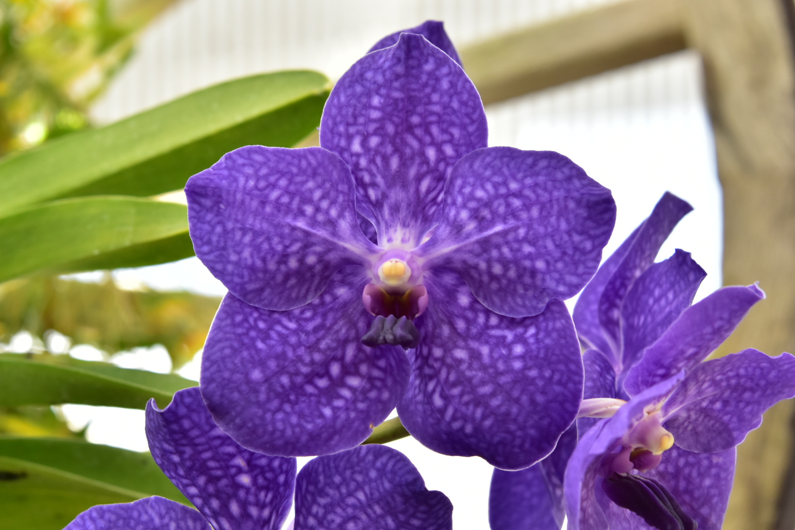 Nikon D5500 sample photo. Vanda photography