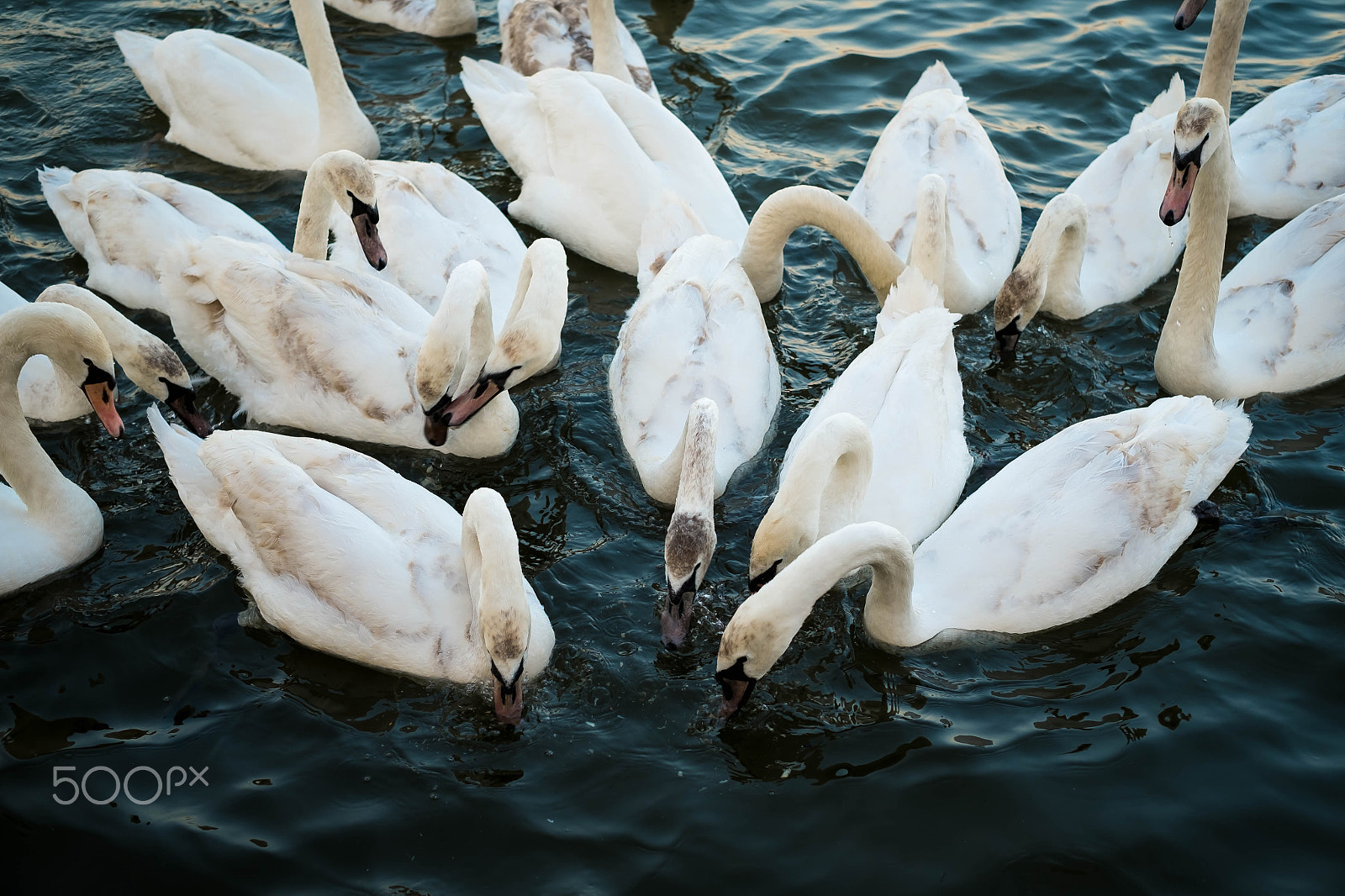 Fujifilm X-Pro1 sample photo. Beautiful swans eating on the riverbank photography