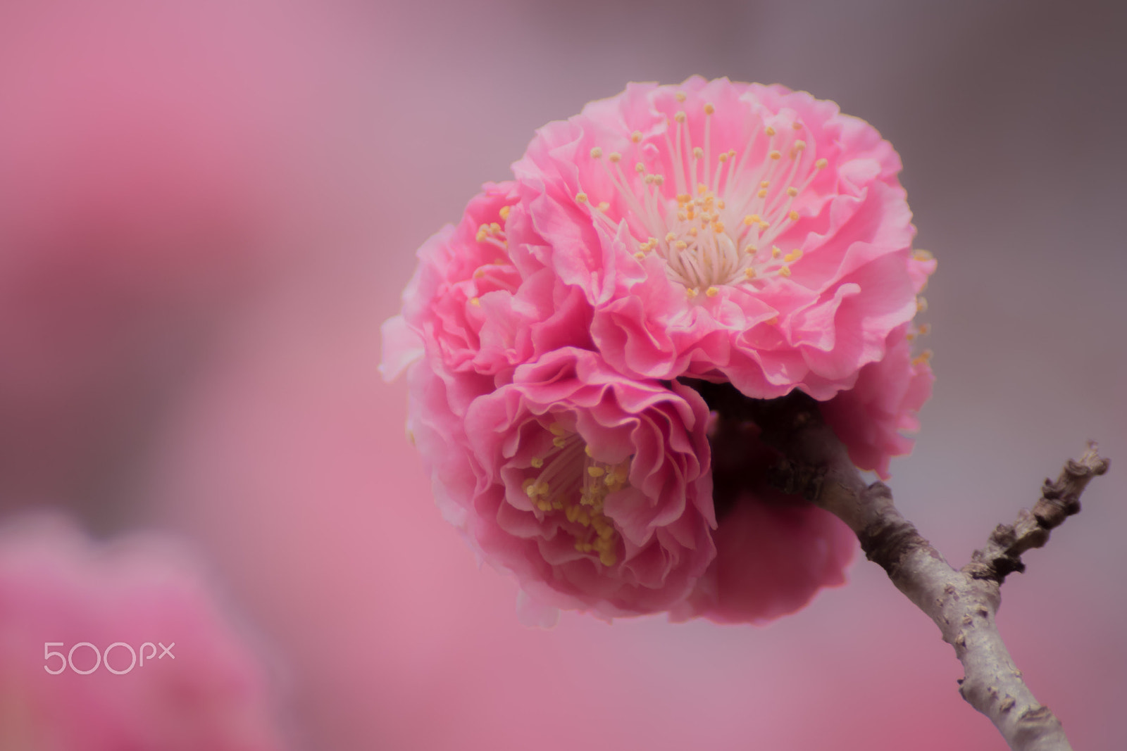 Pentax K-S2 + Sigma sample photo. Plum blossom photography