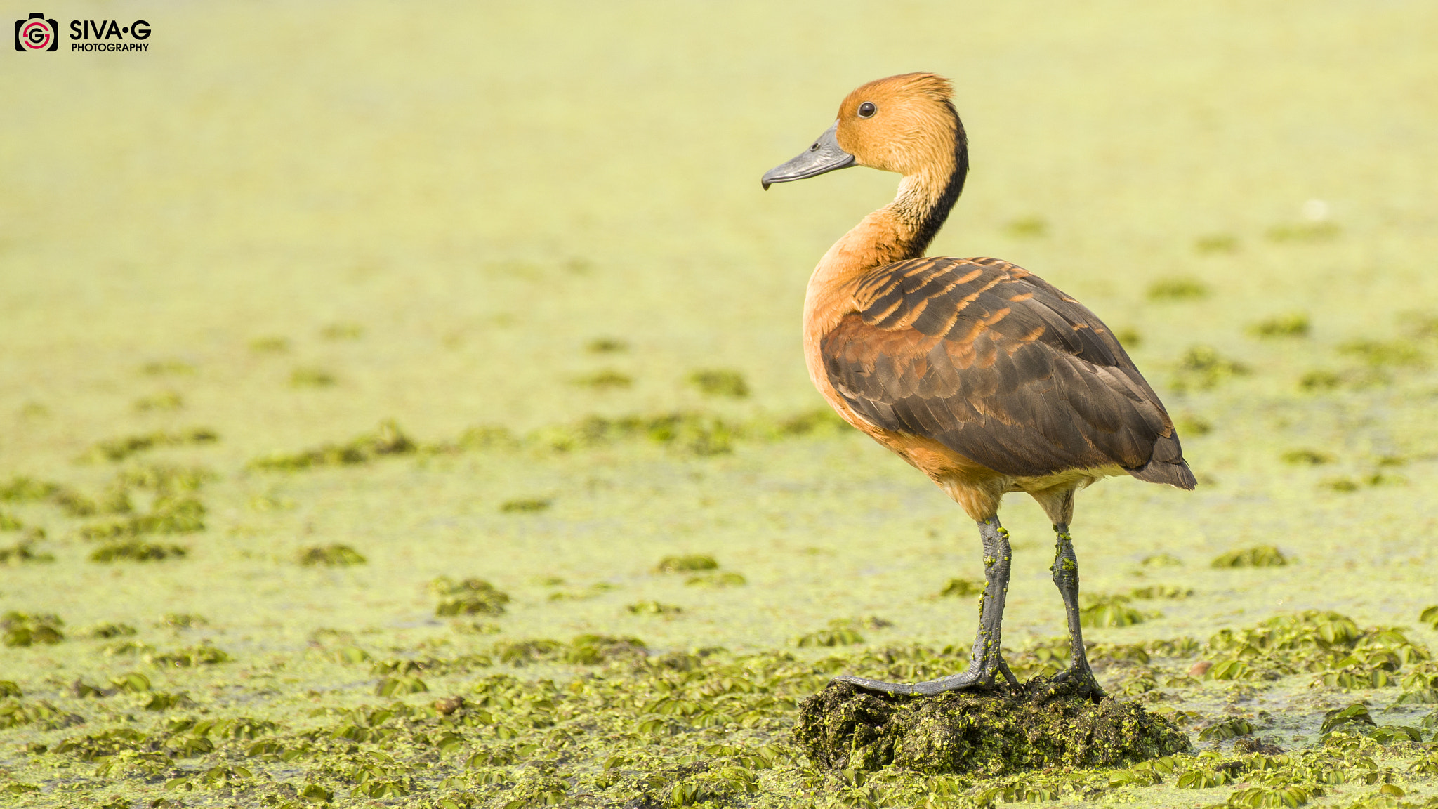 Nikon D7100 sample photo. Fulvous whistling duck photography