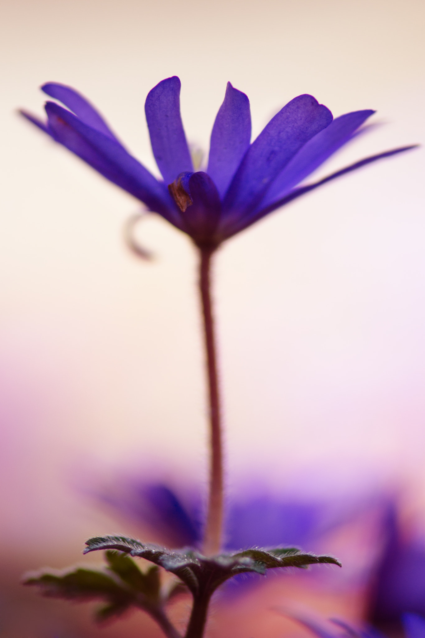 Nikon AF-S Micro-Nikkor 105mm F2.8G IF-ED VR sample photo. Bleu photography