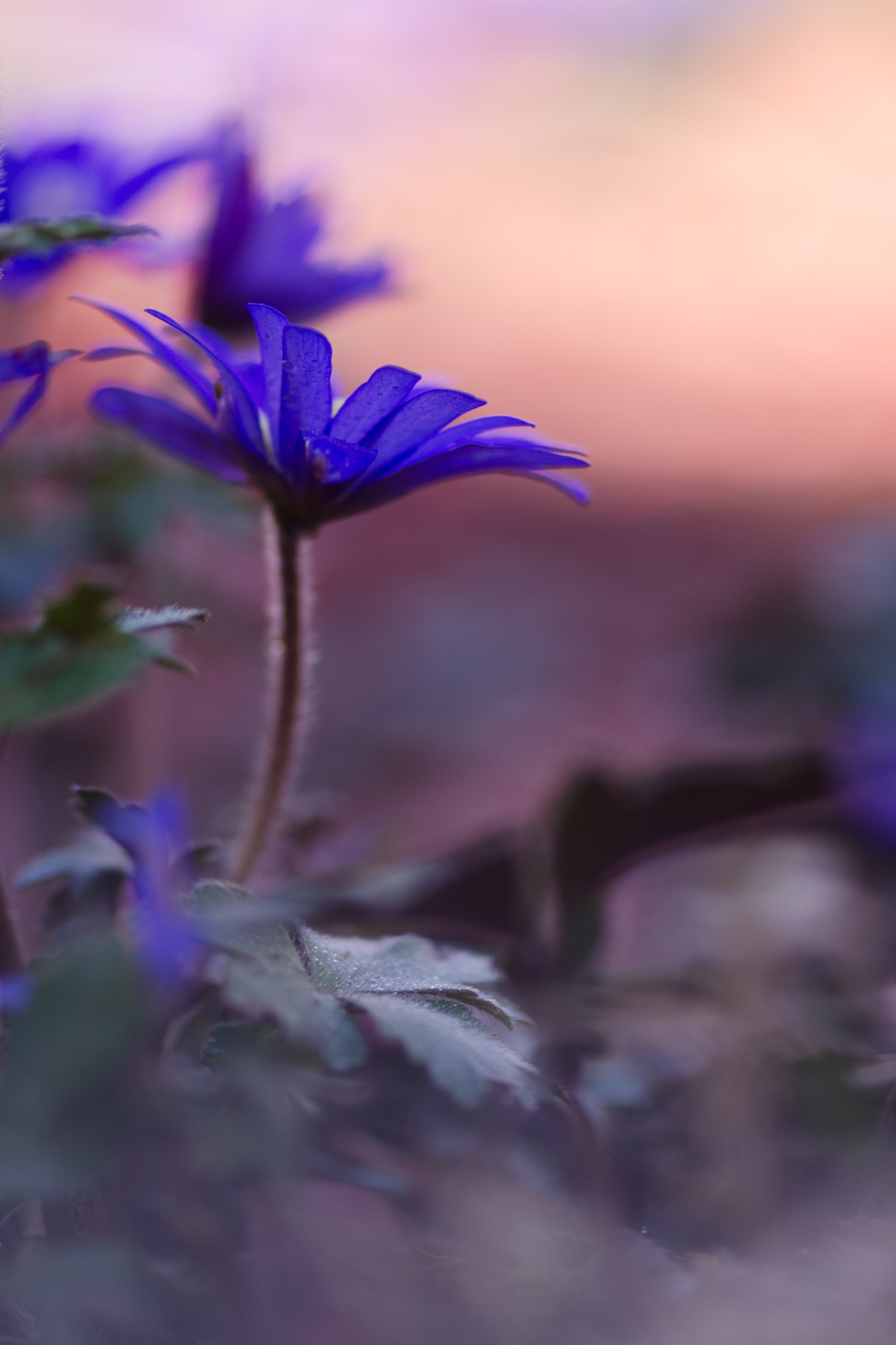 Nikon AF-S Micro-Nikkor 105mm F2.8G IF-ED VR sample photo