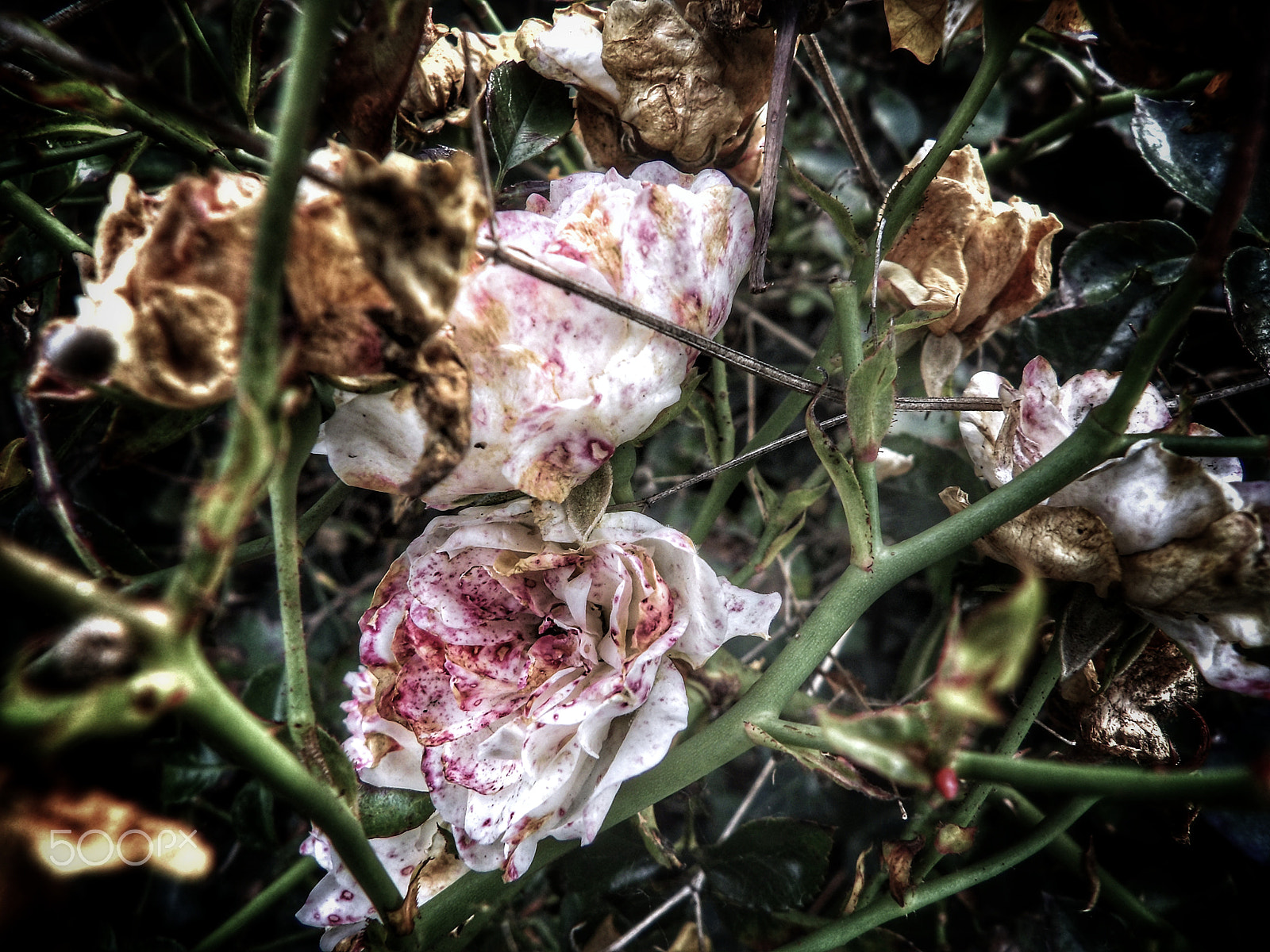Ricoh PENTAX XG-1 sample photo. Twisted wild flowers photography