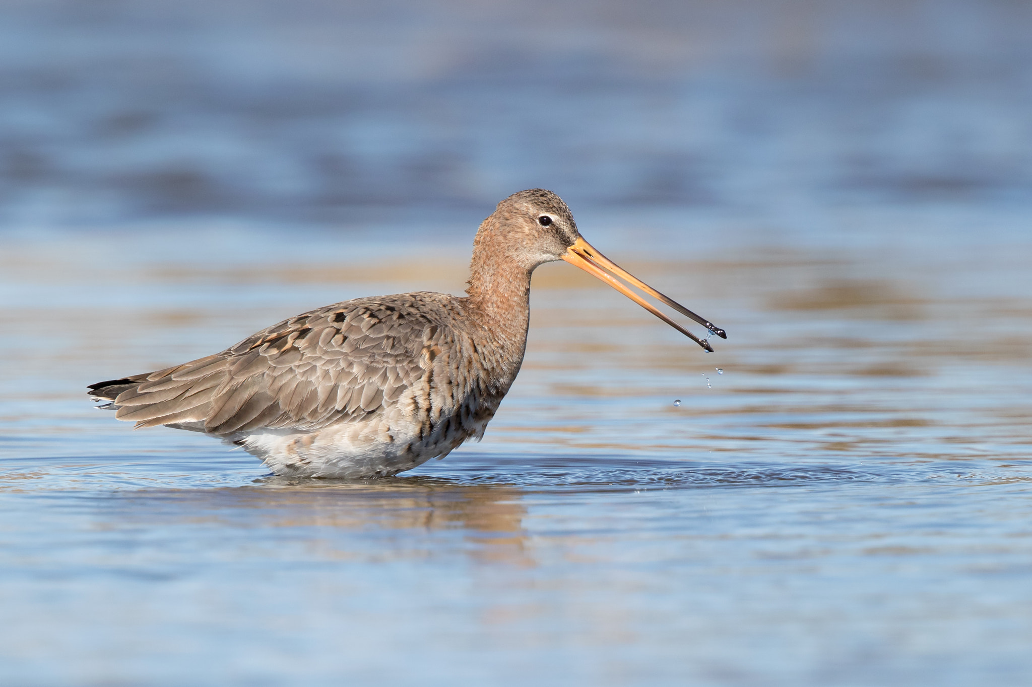 Canon EF 500mm F4L IS II USM sample photo. Limosa limosa photography