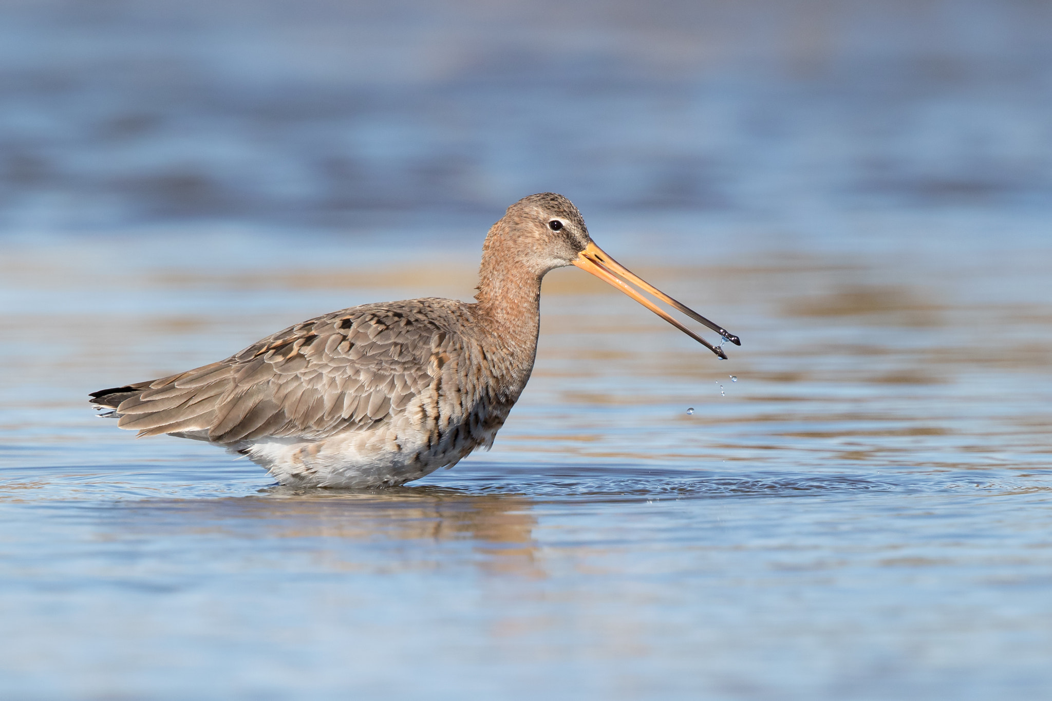 Canon EOS 7D Mark II sample photo. Limosa limosa photography