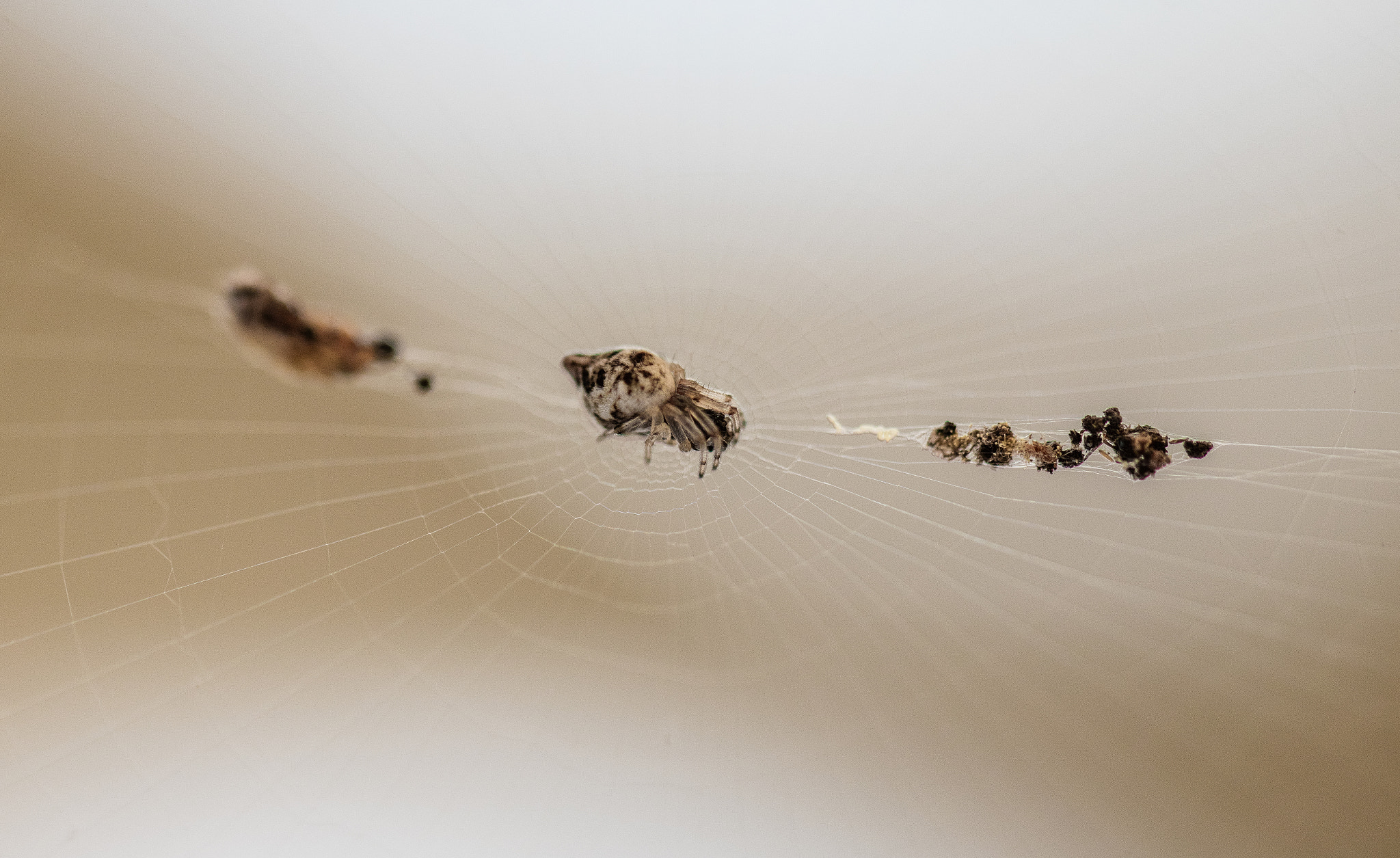 Canon EF 100mm F2.8L Macro IS USM sample photo. Just about lifesize photography
