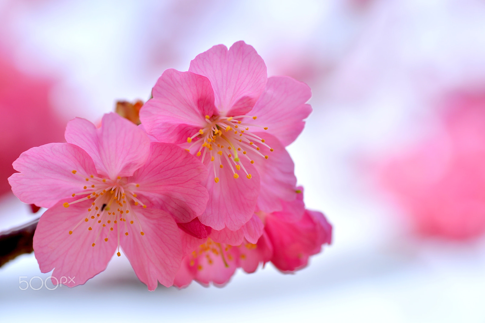 Nikon D600 sample photo. Sakura photography