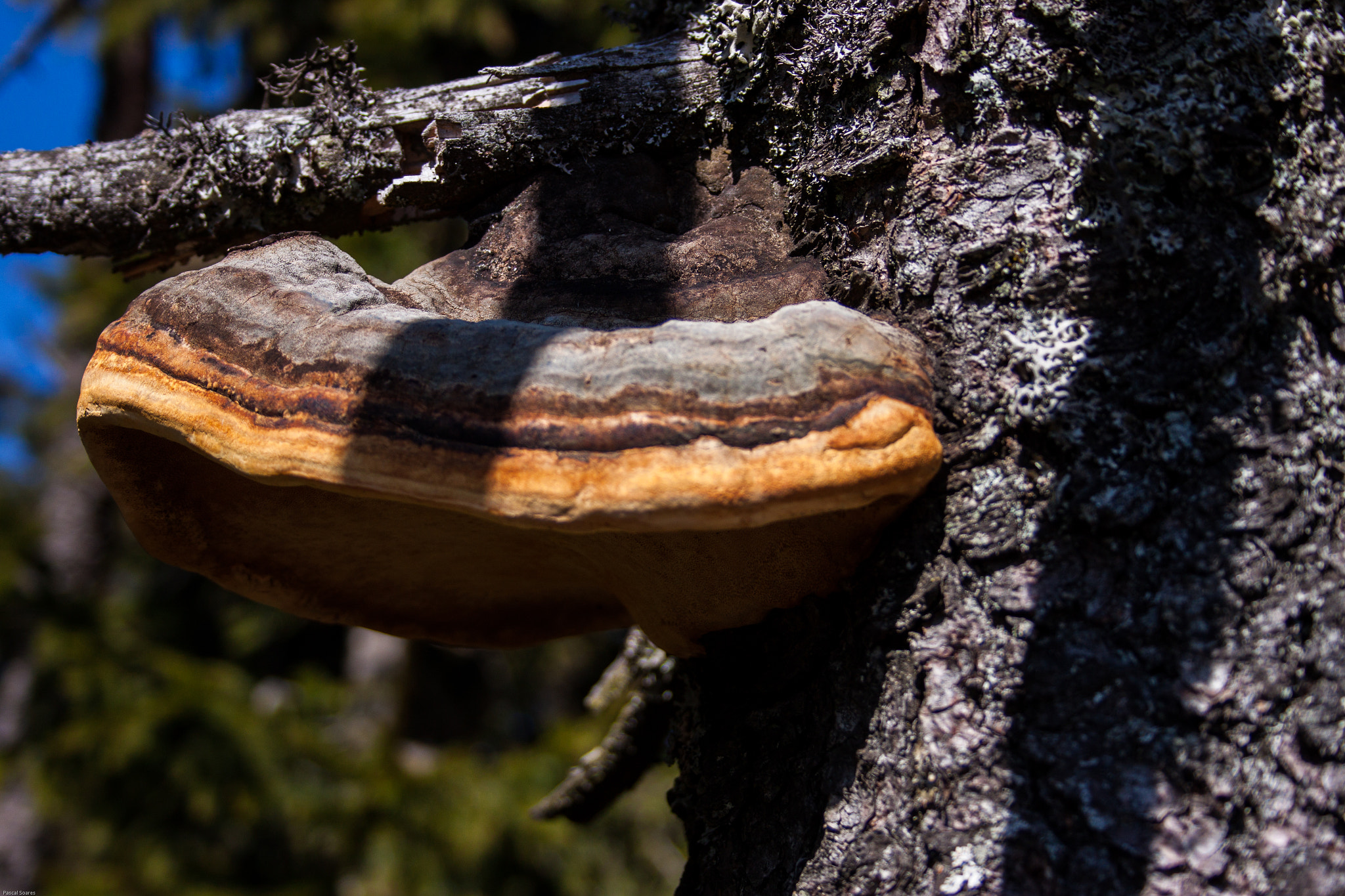 Canon EF-S 18-55mm F3.5-5.6 II sample photo. Bork photography