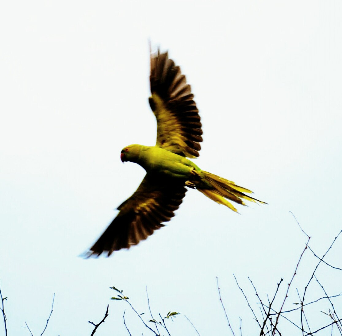 Nikon D3300 sample photo. Parakeet on flight photography