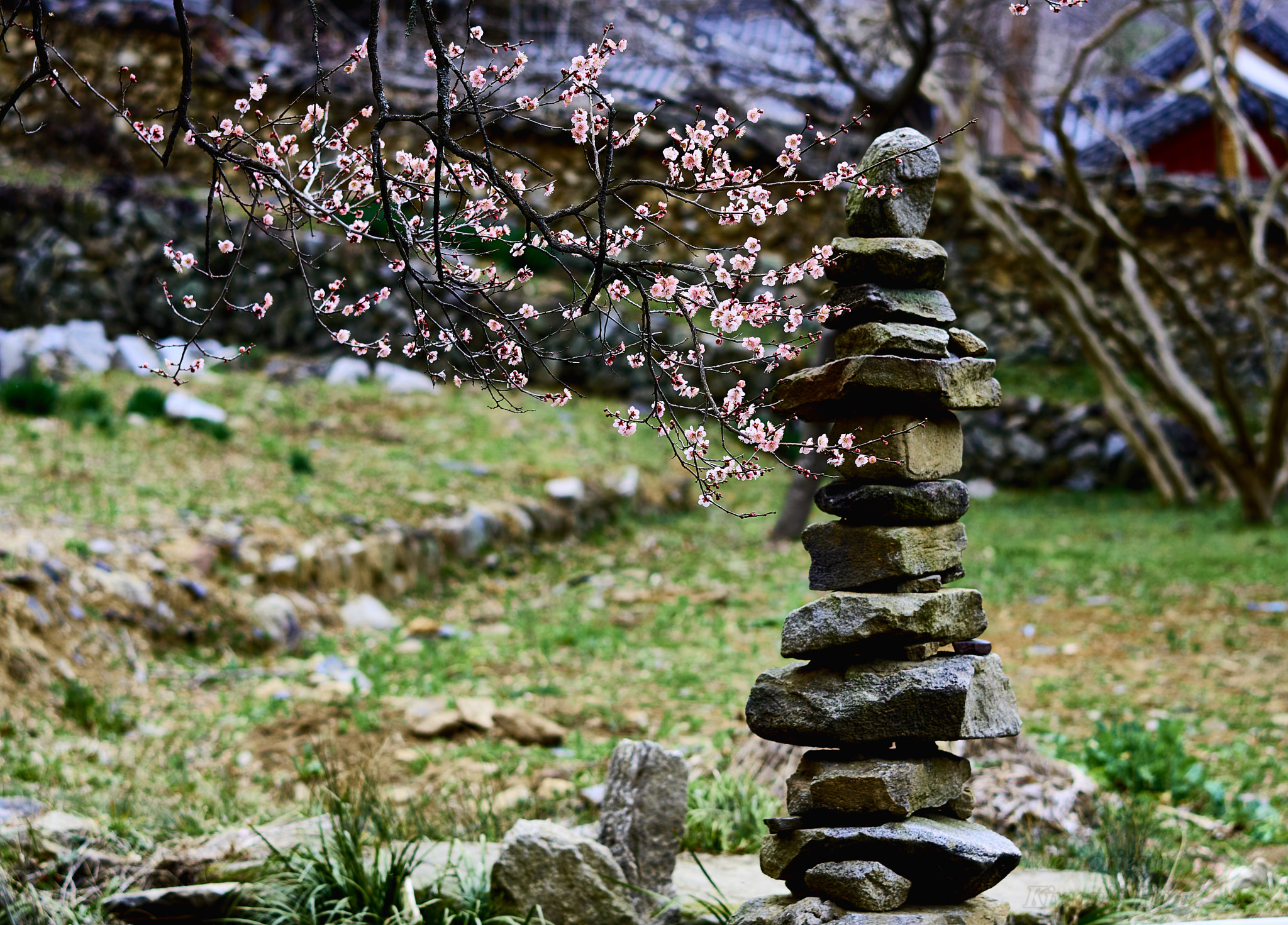 Sony a6000 + Sony Sonnar T* FE 55mm F1.8 ZA sample photo. Spring at the temple (2) photography