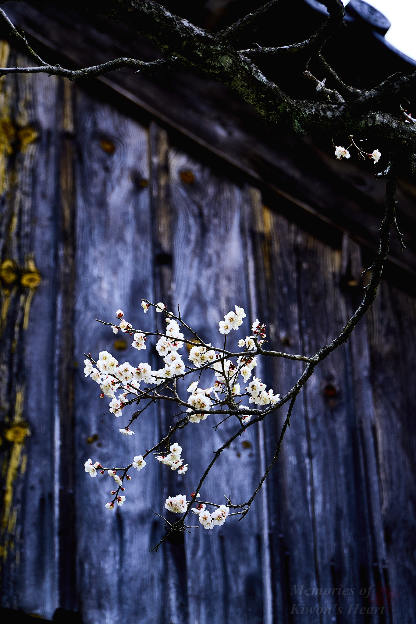 Sony E PZ 18-105mm F4 G OSS sample photo. Spring at the temple (3) photography