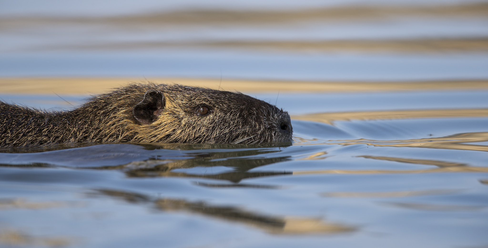 Canon EF 500mm F4L IS II USM sample photo. Nutria photography