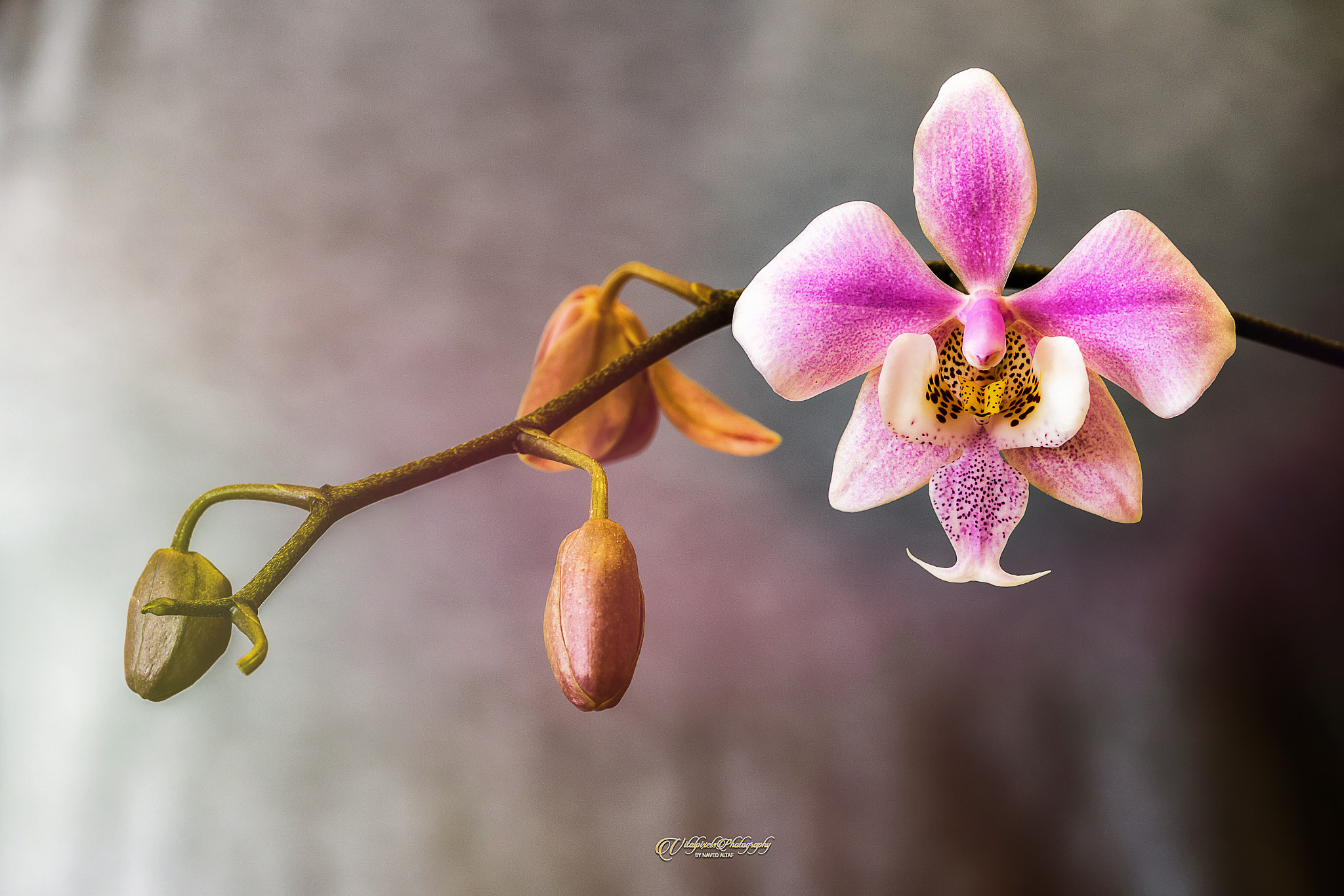 Tokina AT-X Pro 100mm F2.8 Macro sample photo. Orchid! photography