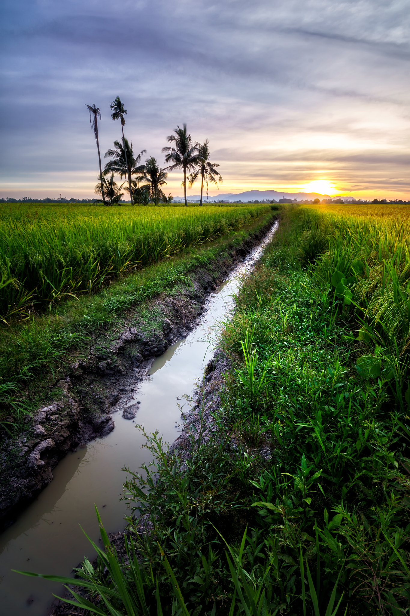 Sony a6000 + Sony DT 50mm F1.8 SAM sample photo. The paddy field photography