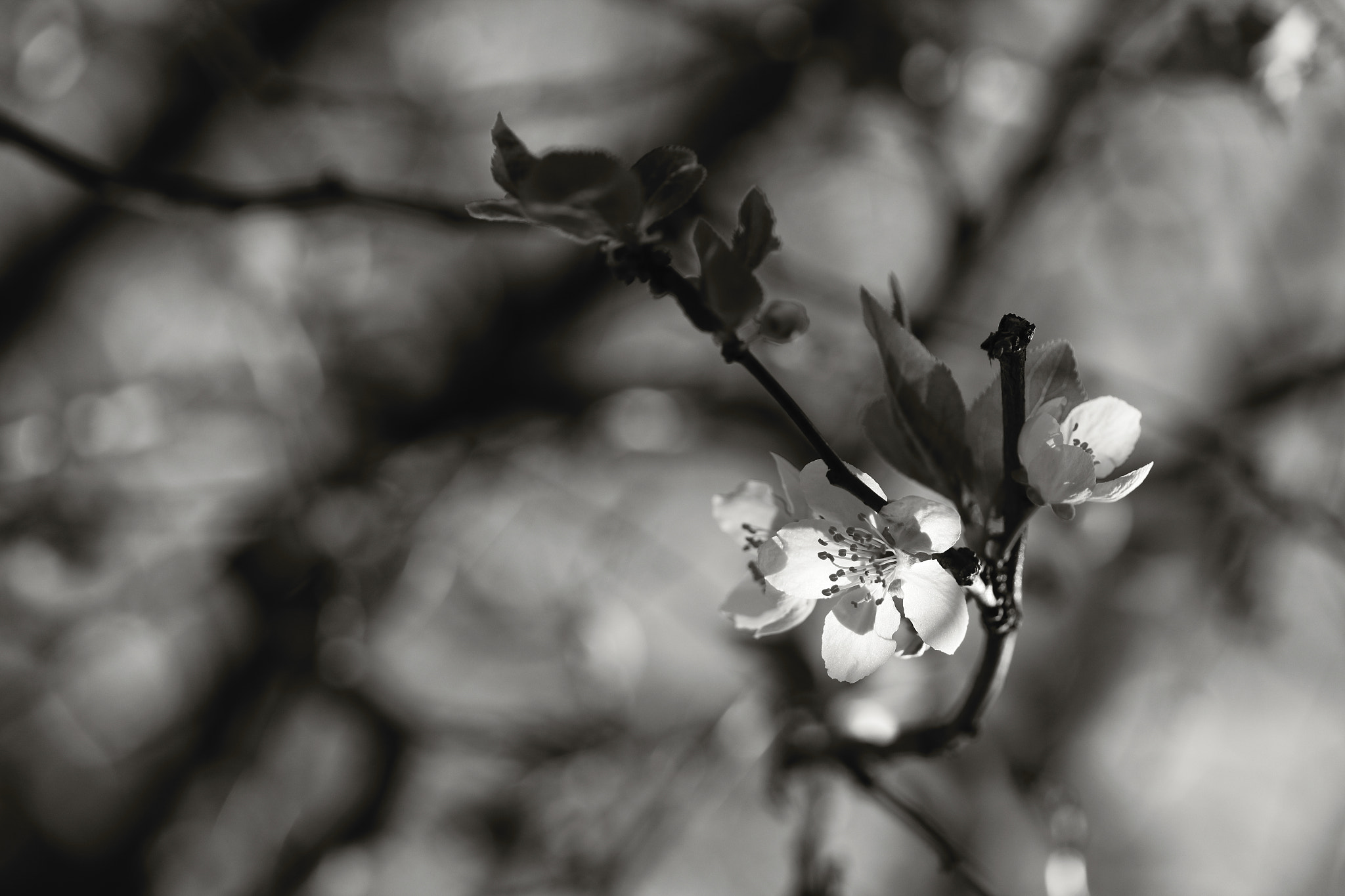 Canon EF-S 60mm F2.8 Macro USM sample photo. Разцъфнали в любов: Арса. photography