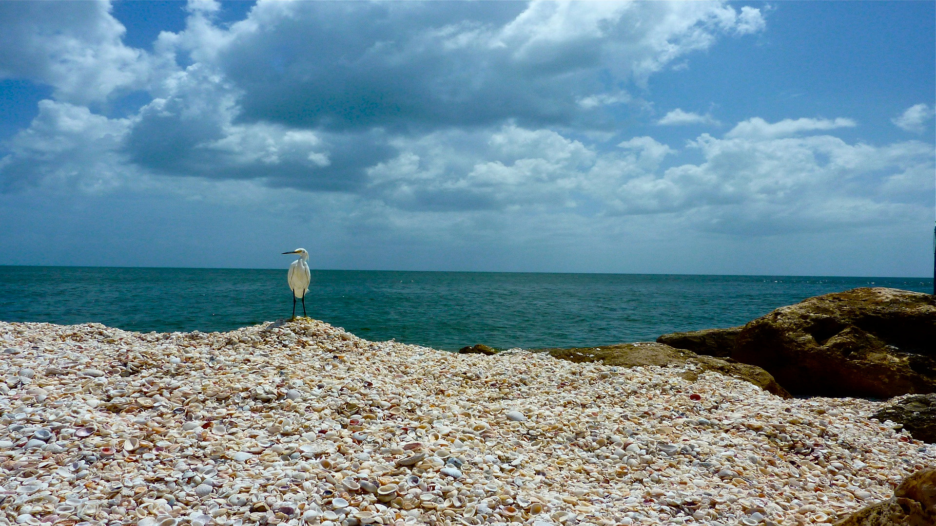 Panasonic DMC-ZS3 sample photo. Sanibel shelling guides photography