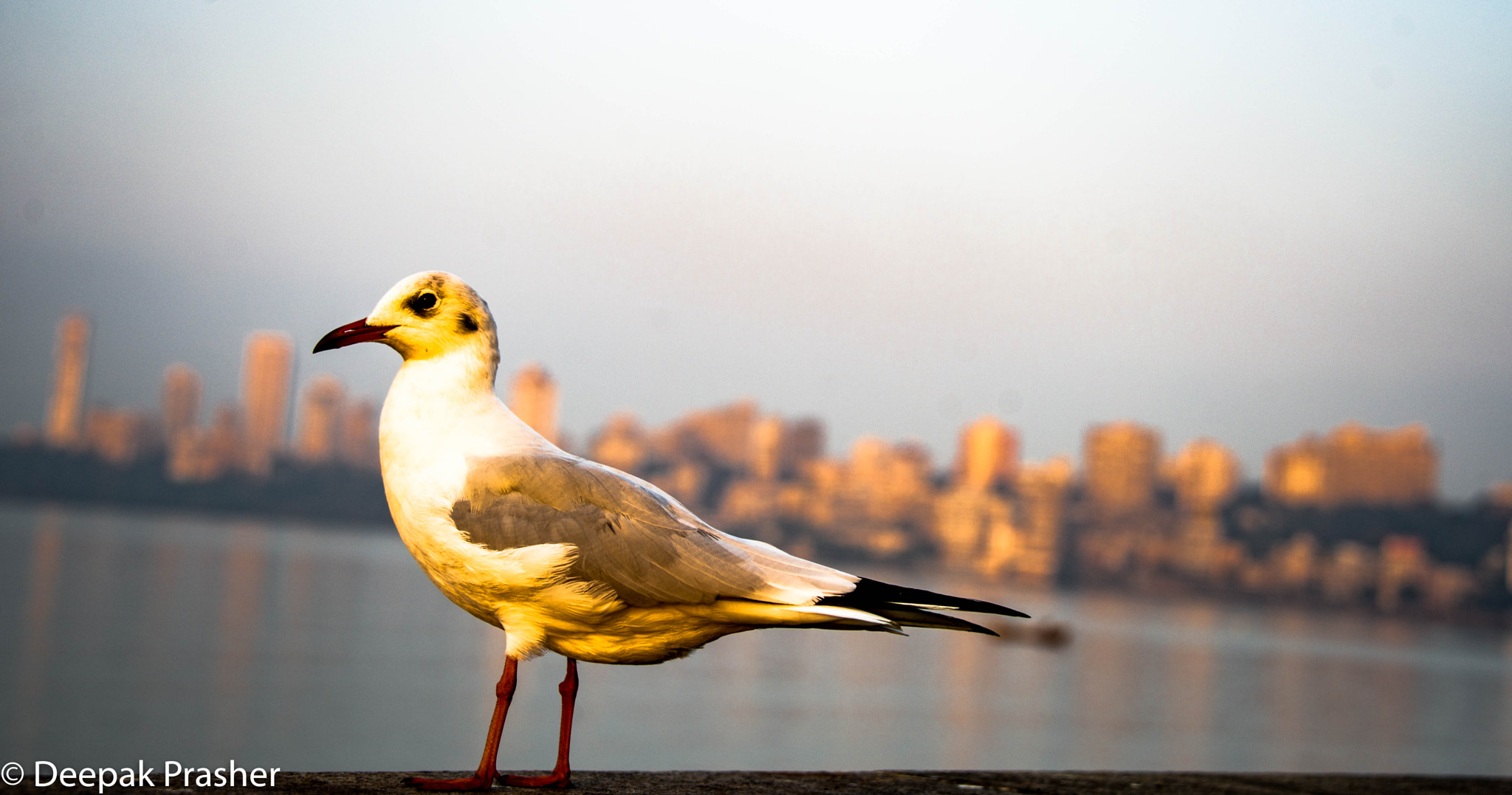 Nikon D800 sample photo. Bird's eye view photography
