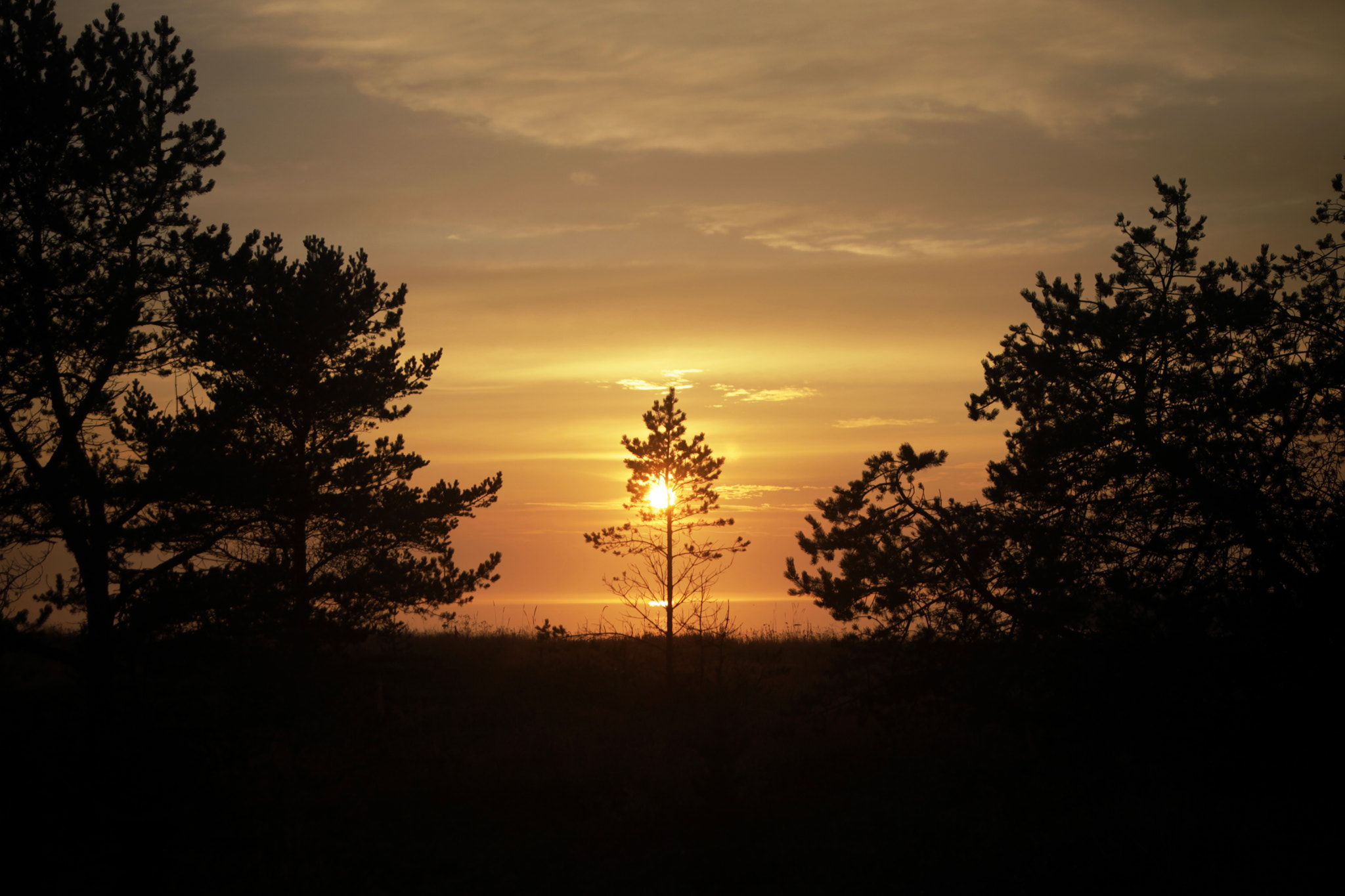 Canon EF 28-70mm f/3.5-4.5 sample photo. Sun and tree photography