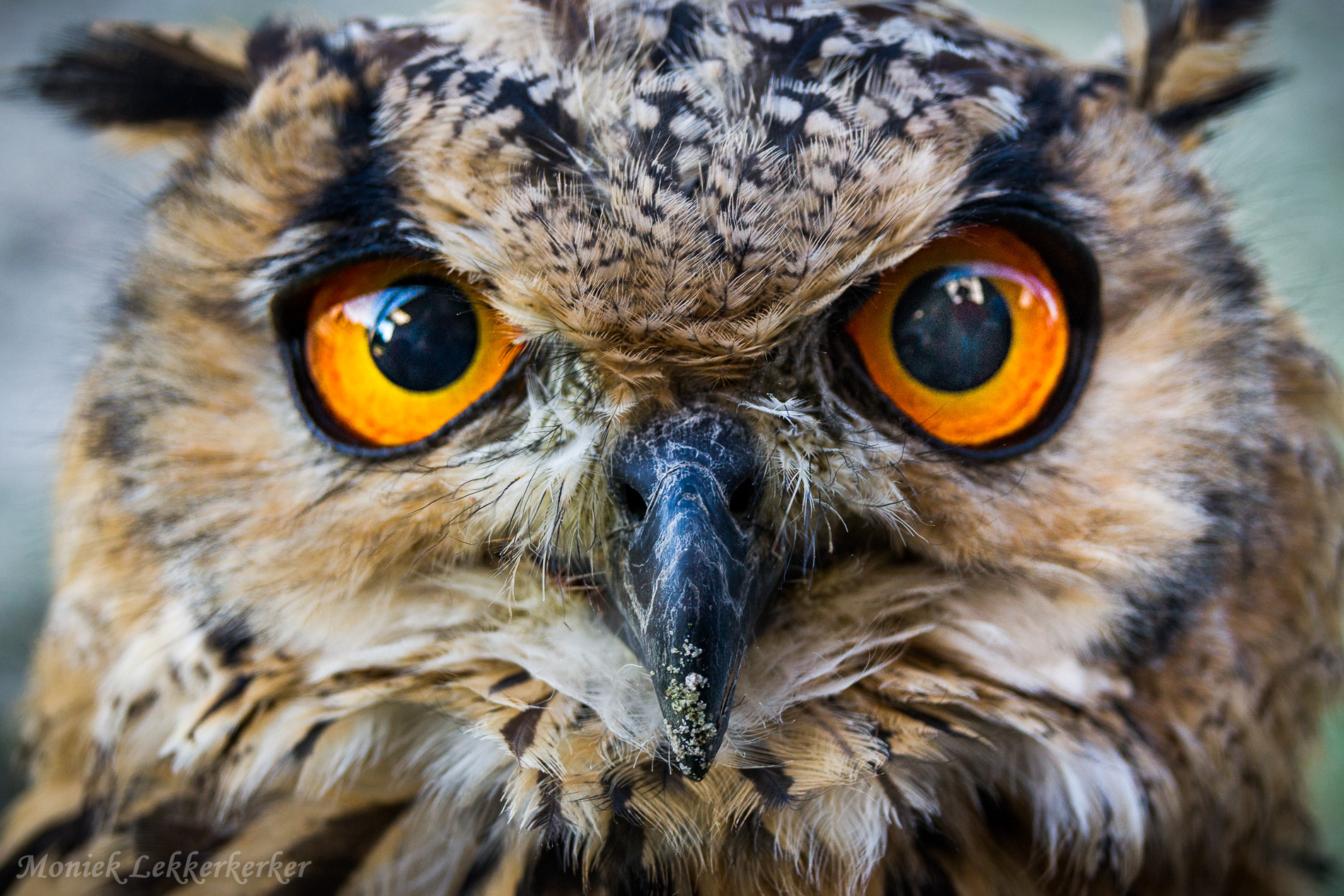 Sony Alpha DSLR-A500 sample photo. Owl ben photography