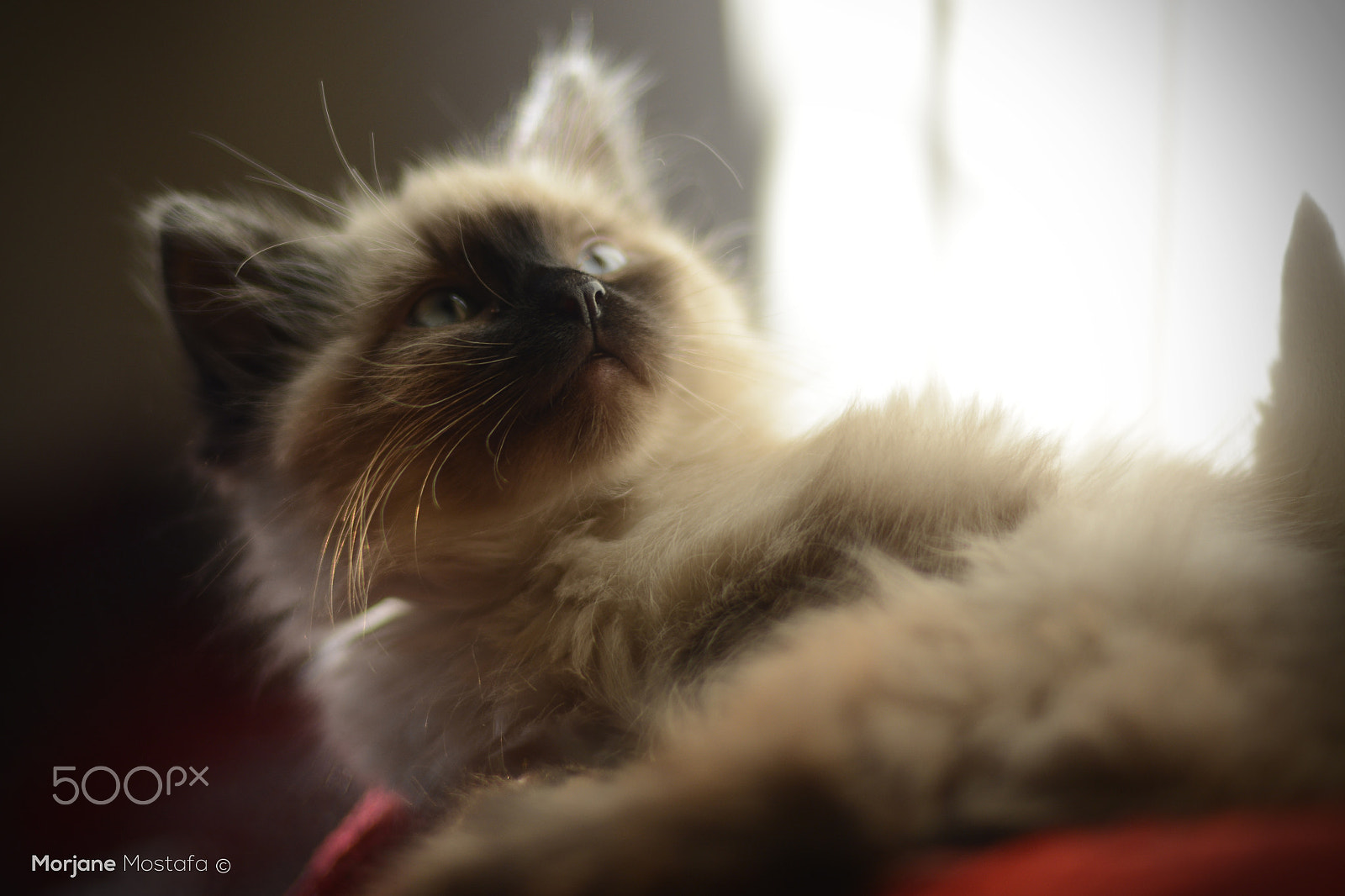 Nikon D7100 sample photo. Siamese kitten photography