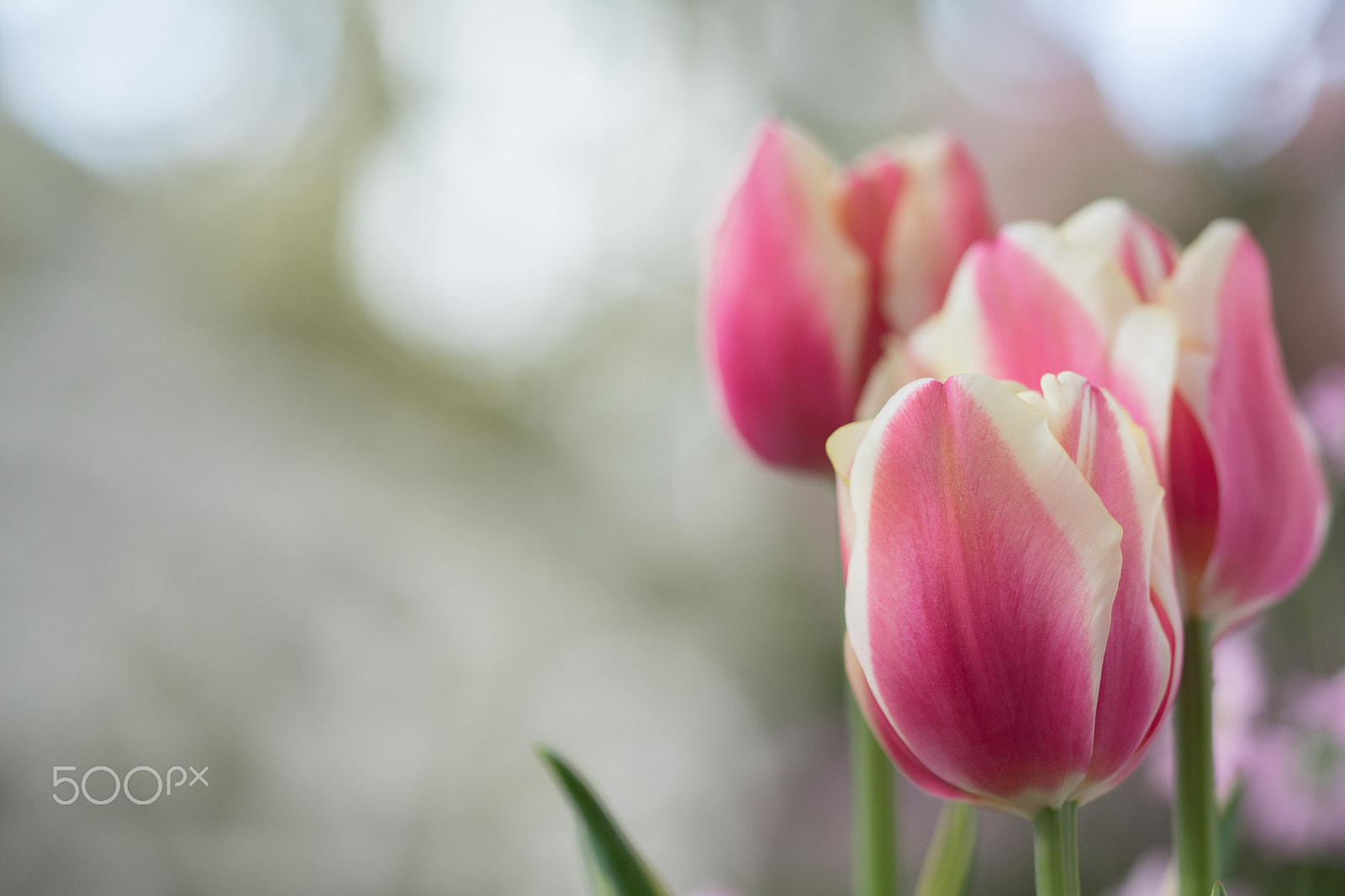 Sony a7 II sample photo. Tulips photography