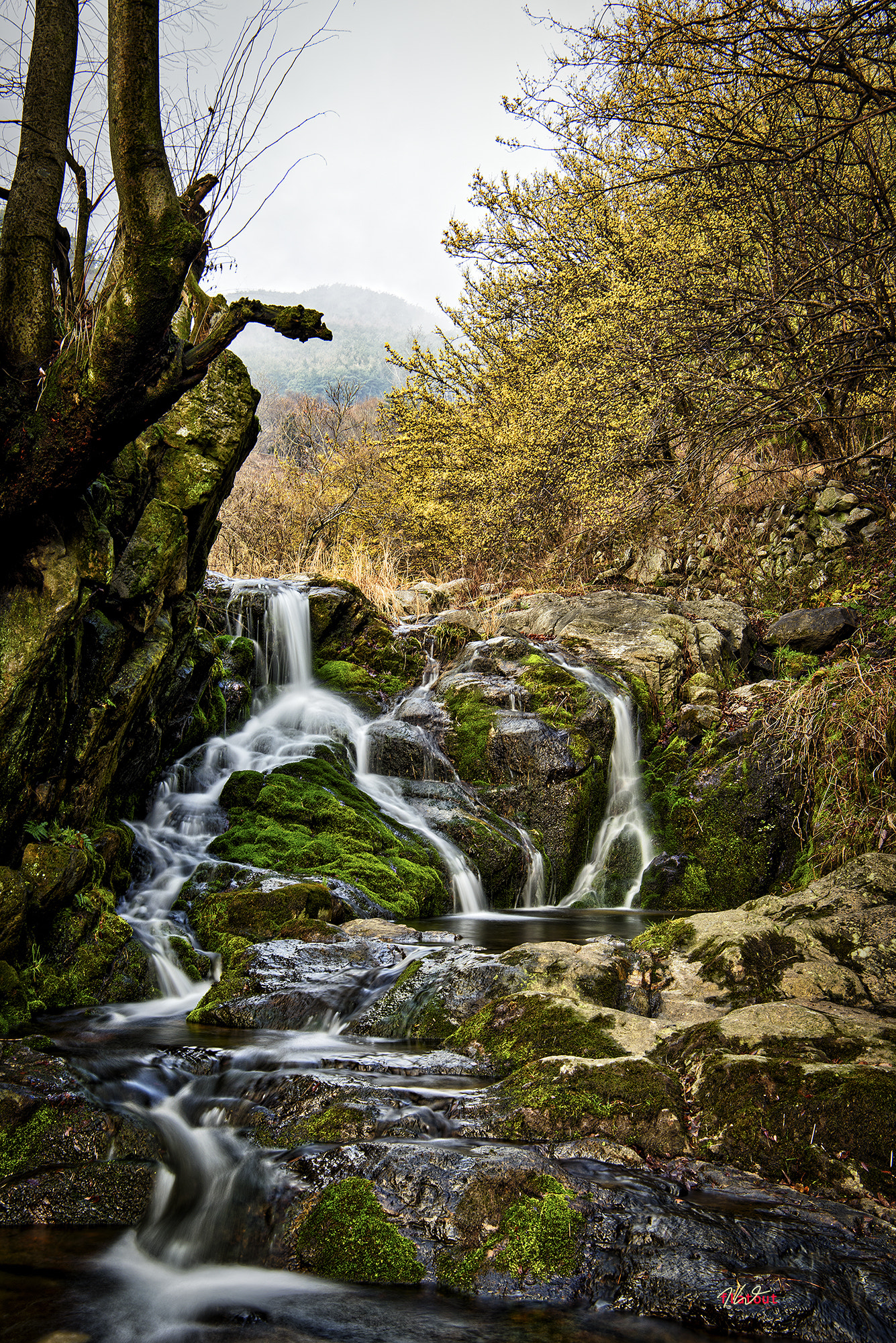 Nikon AF-S Nikkor 24-70mm F2.8E ED VR sample photo. 이끼계곡과 산수유 photography