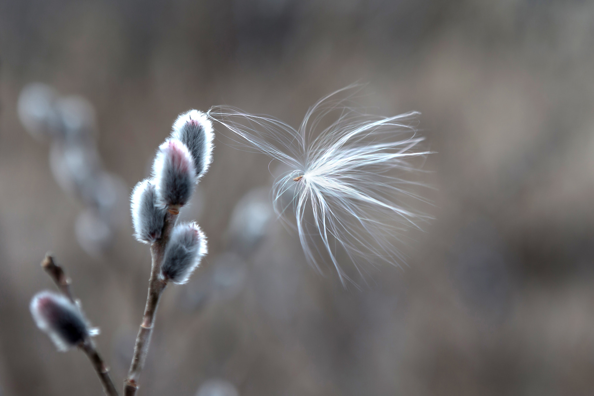 Canon EF 24-70mm F2.8L USM sample photo. Spring photography