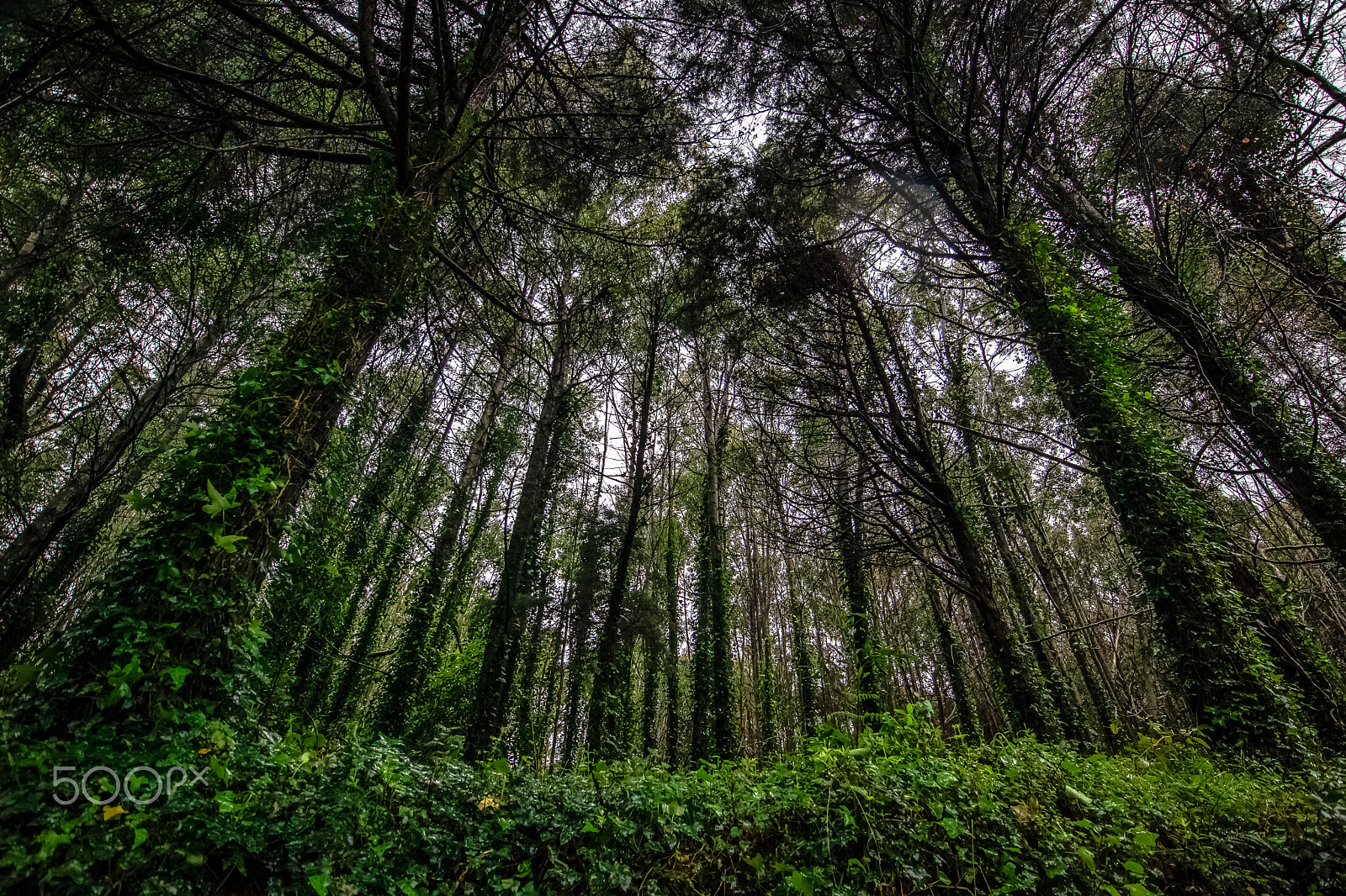 Canon EOS M5 + Canon EF-M 11-22mm F4-5.6 IS STM sample photo. The mystical forest photography