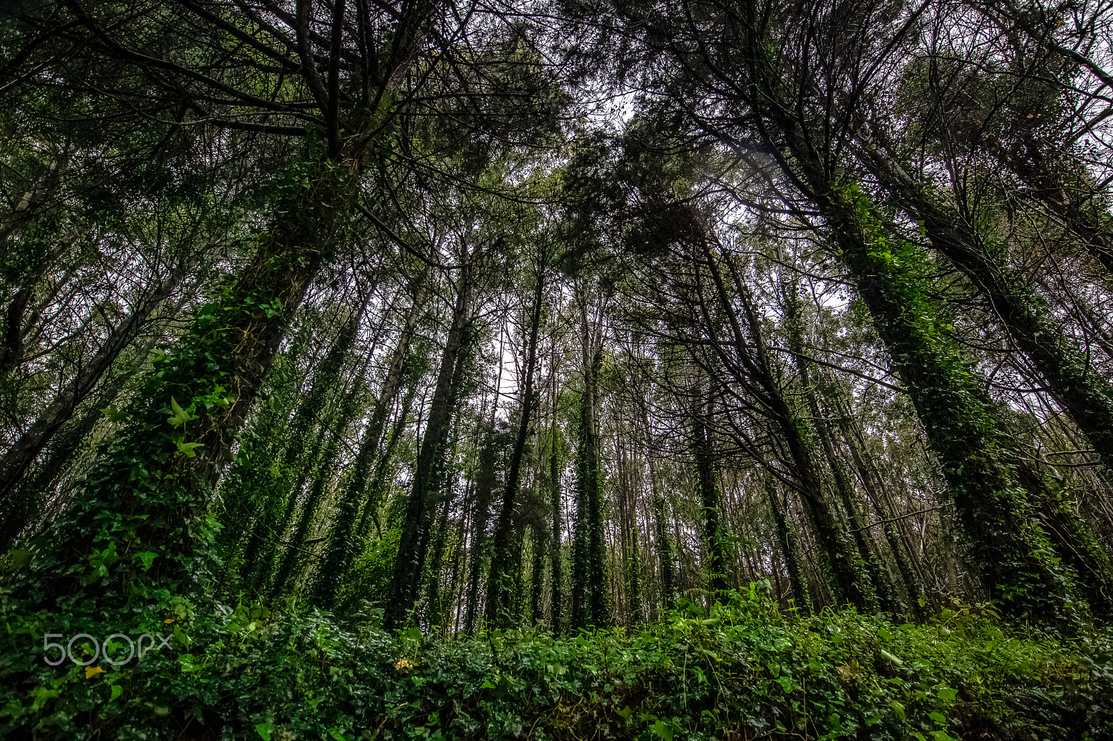 Canon EF-M 11-22mm F4-5.6 IS STM sample photo. The mystical forest photography