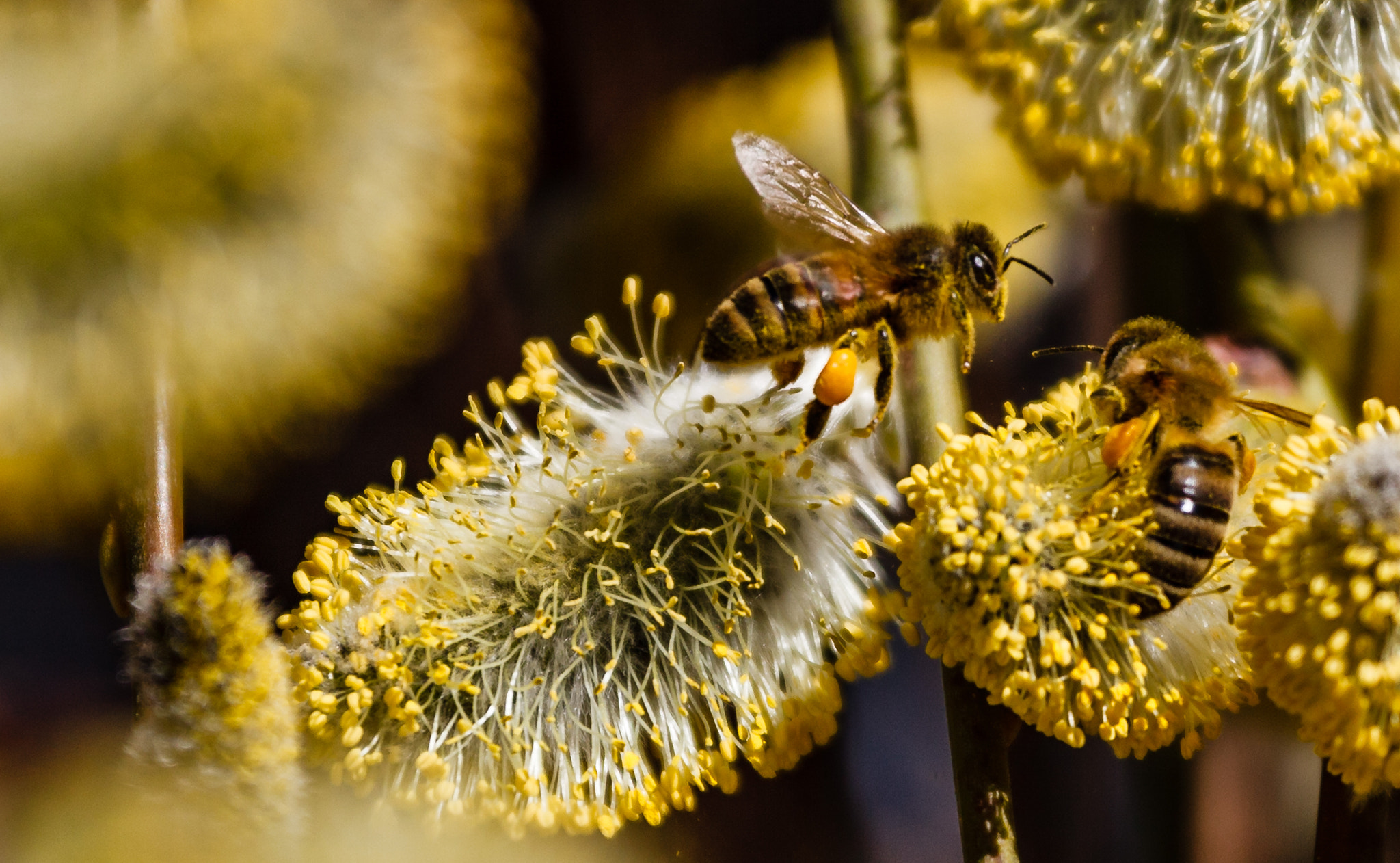 Canon EF 70-200mm F4L IS USM sample photo. Bienen photography