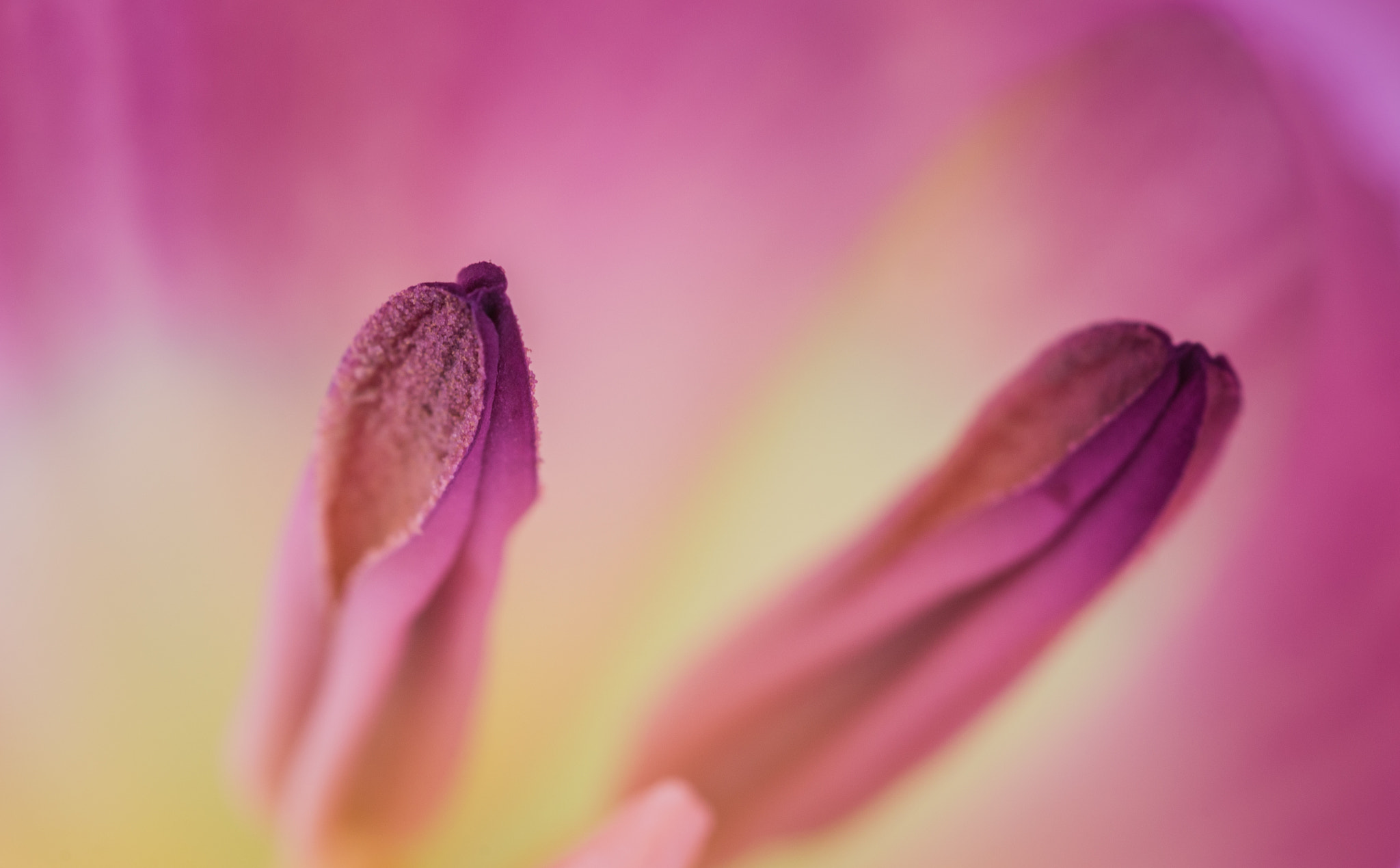 AF Micro-Nikkor 60mm f/2.8 sample photo. Colorful ballet photography