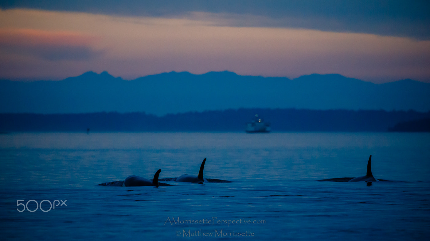 Canon EOS-1D X Mark II sample photo. Orcas at dusk photography