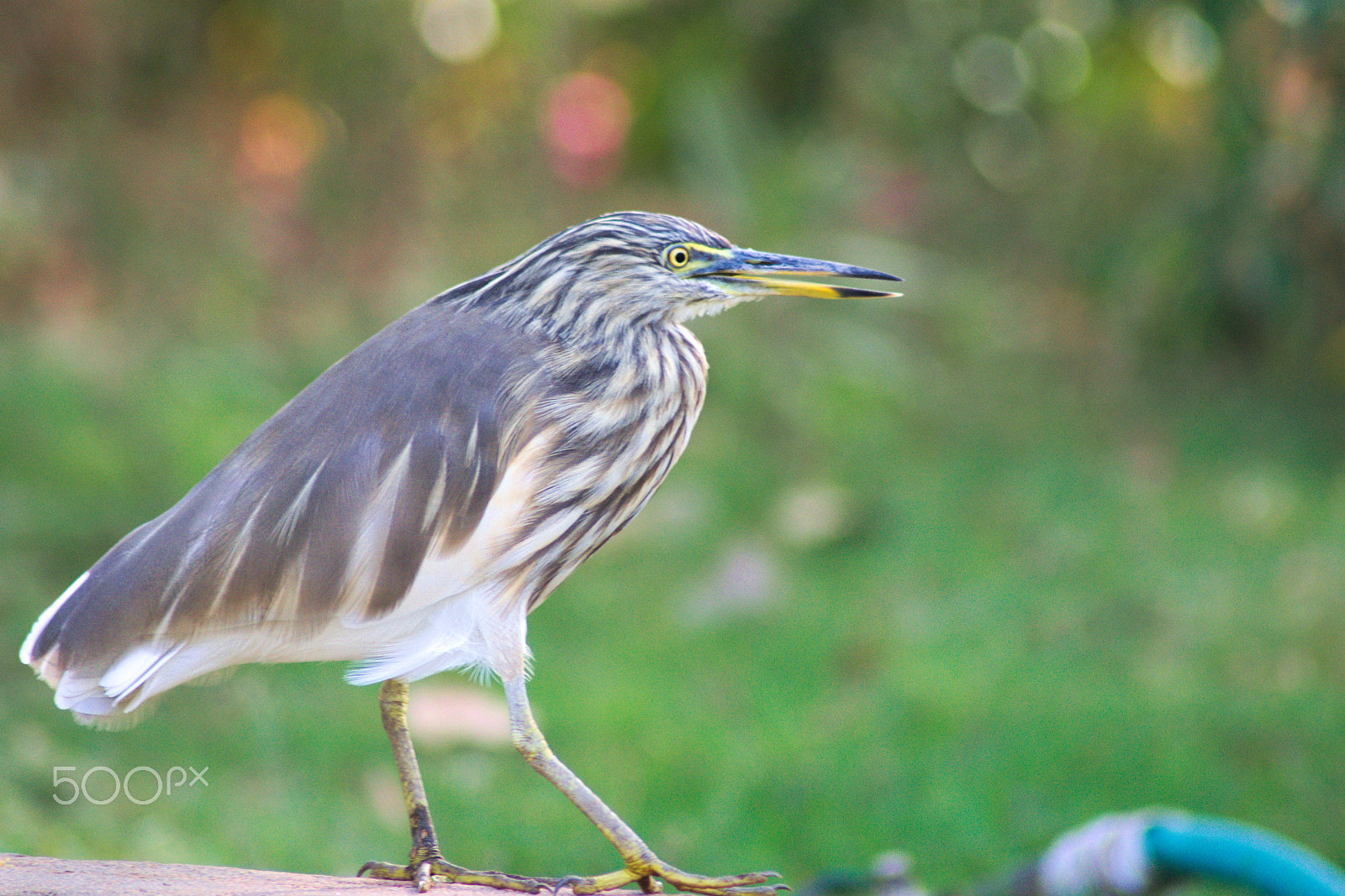 Nikon AF Nikkor 70-300mm F4-5.6G sample photo. Indian pond heron photography