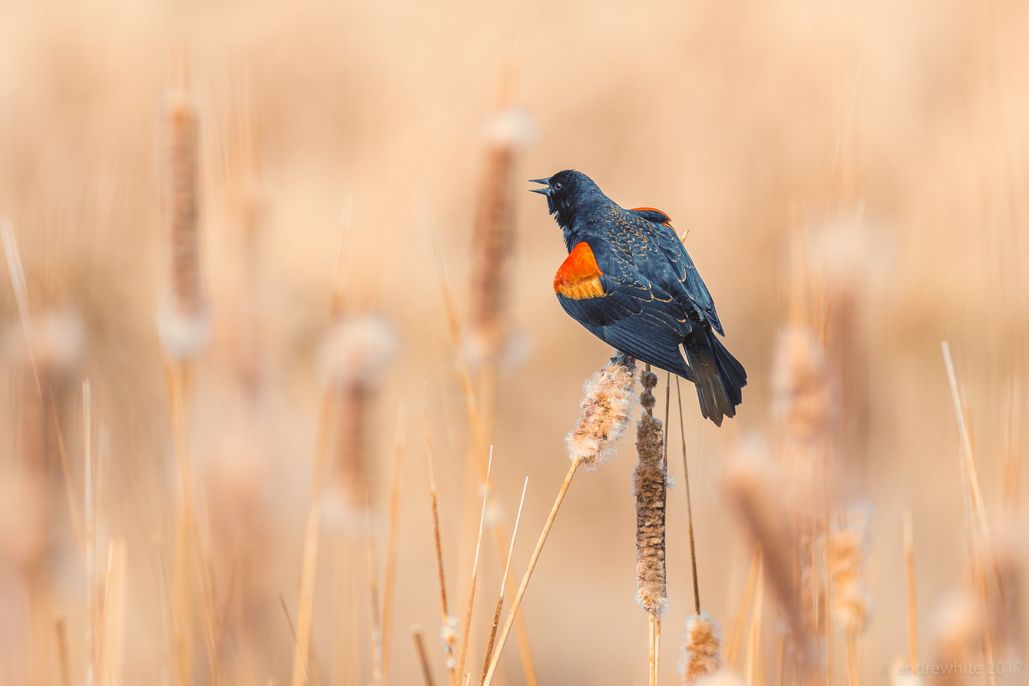 Nikon AF-S Nikkor 300mm F2.8G ED VR II sample photo. Looking for love photography
