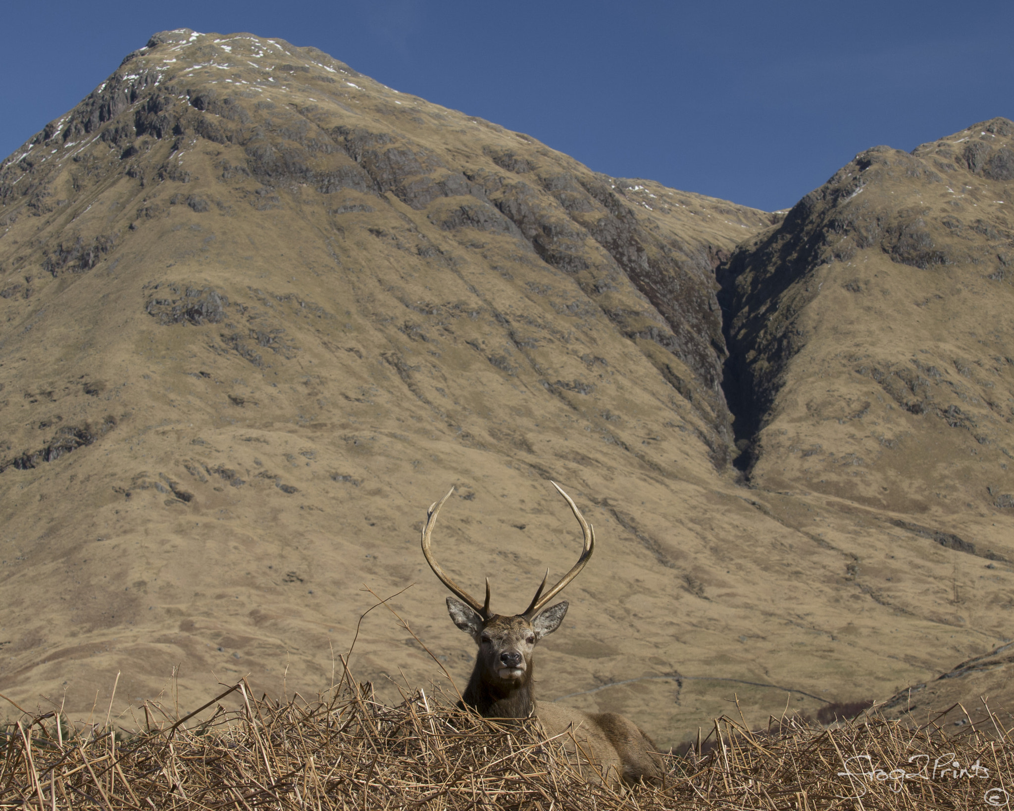 Olympus E-5 + Olympus Zuiko Digital ED 35-100mm F2.0 sample photo. Monarch of the glen photography
