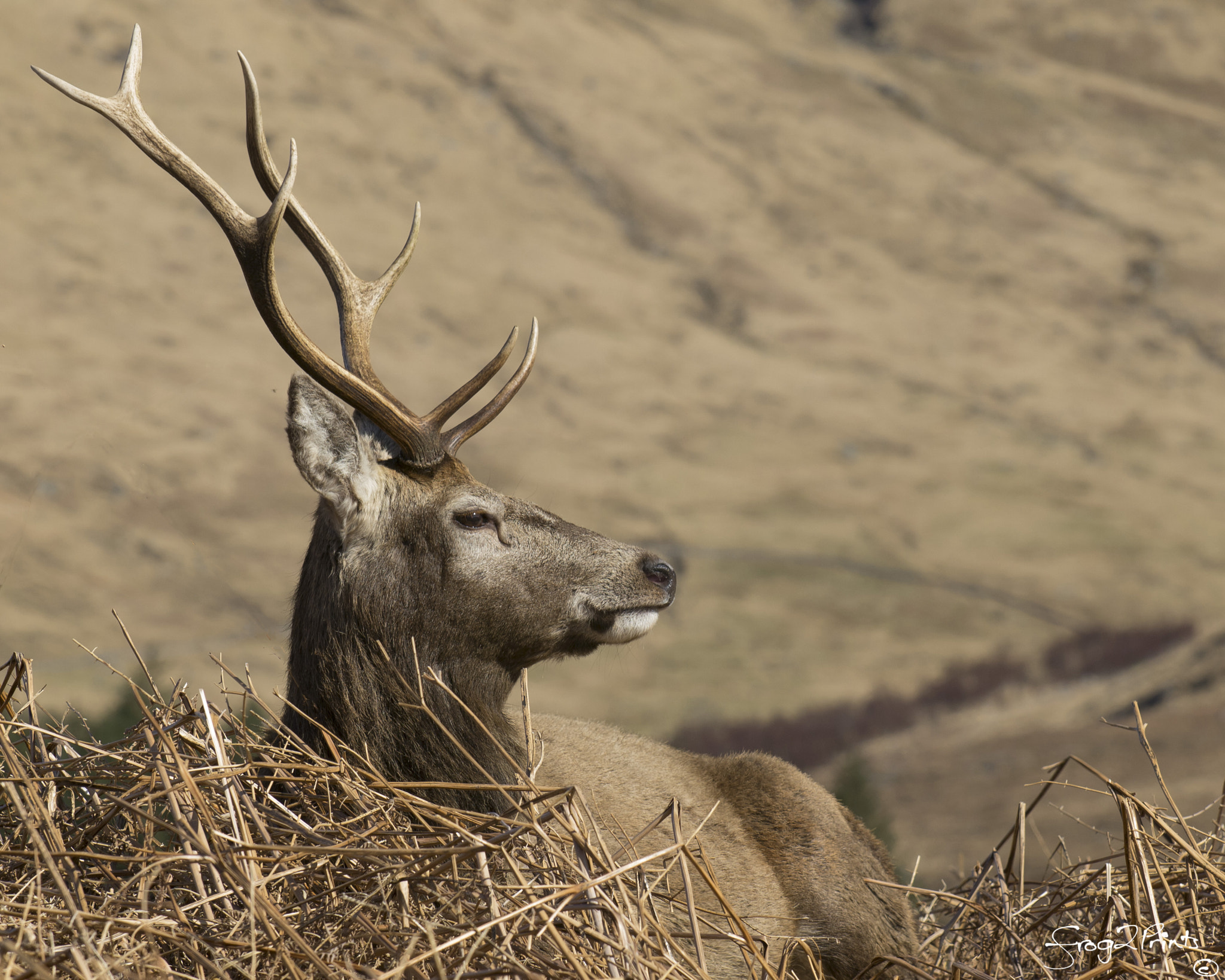 Olympus E-5 + Olympus Zuiko Digital ED 35-100mm F2.0 sample photo. Stag at rest photography