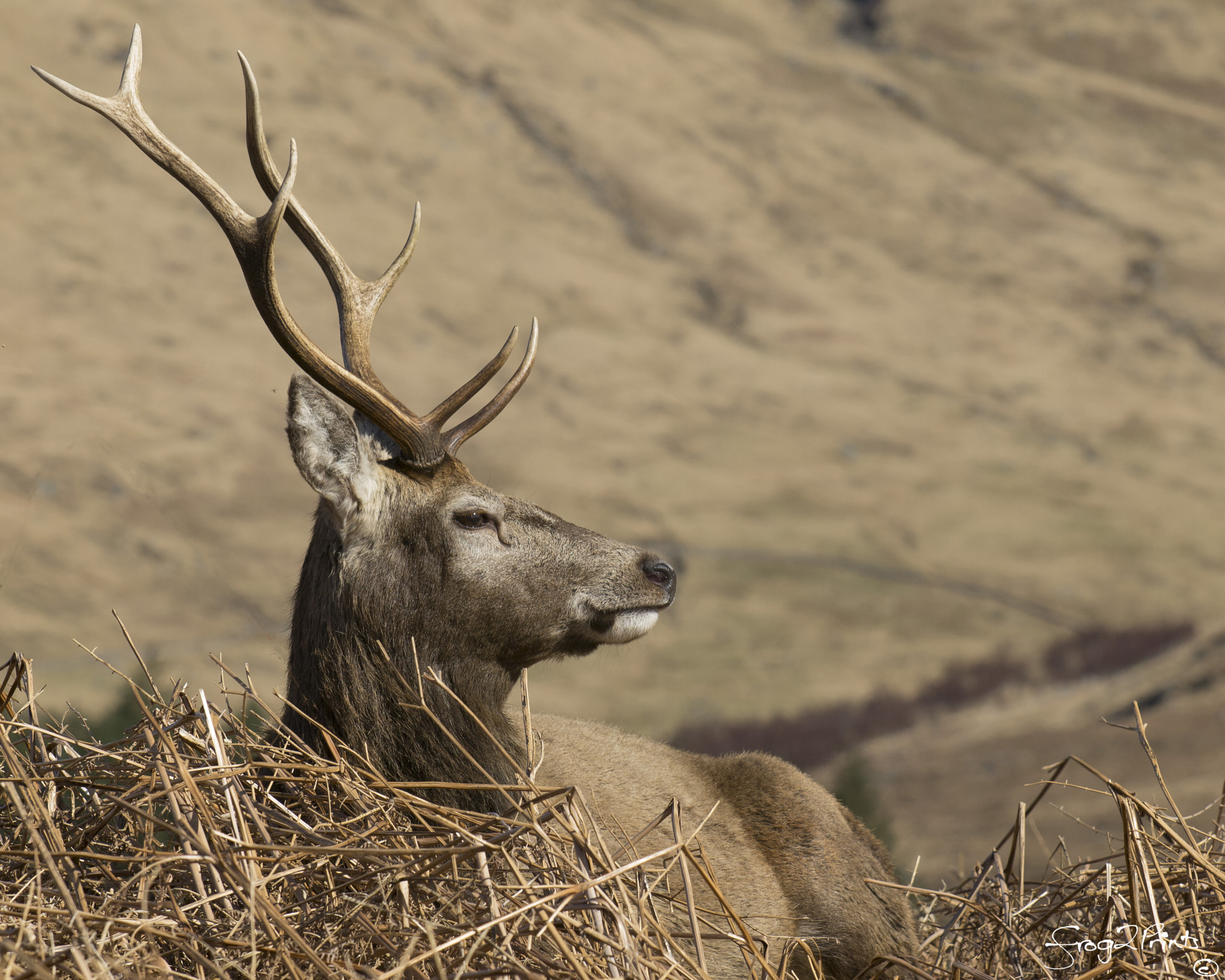 Olympus Zuiko Digital ED 35-100mm F2.0 sample photo. Stag at rest photography